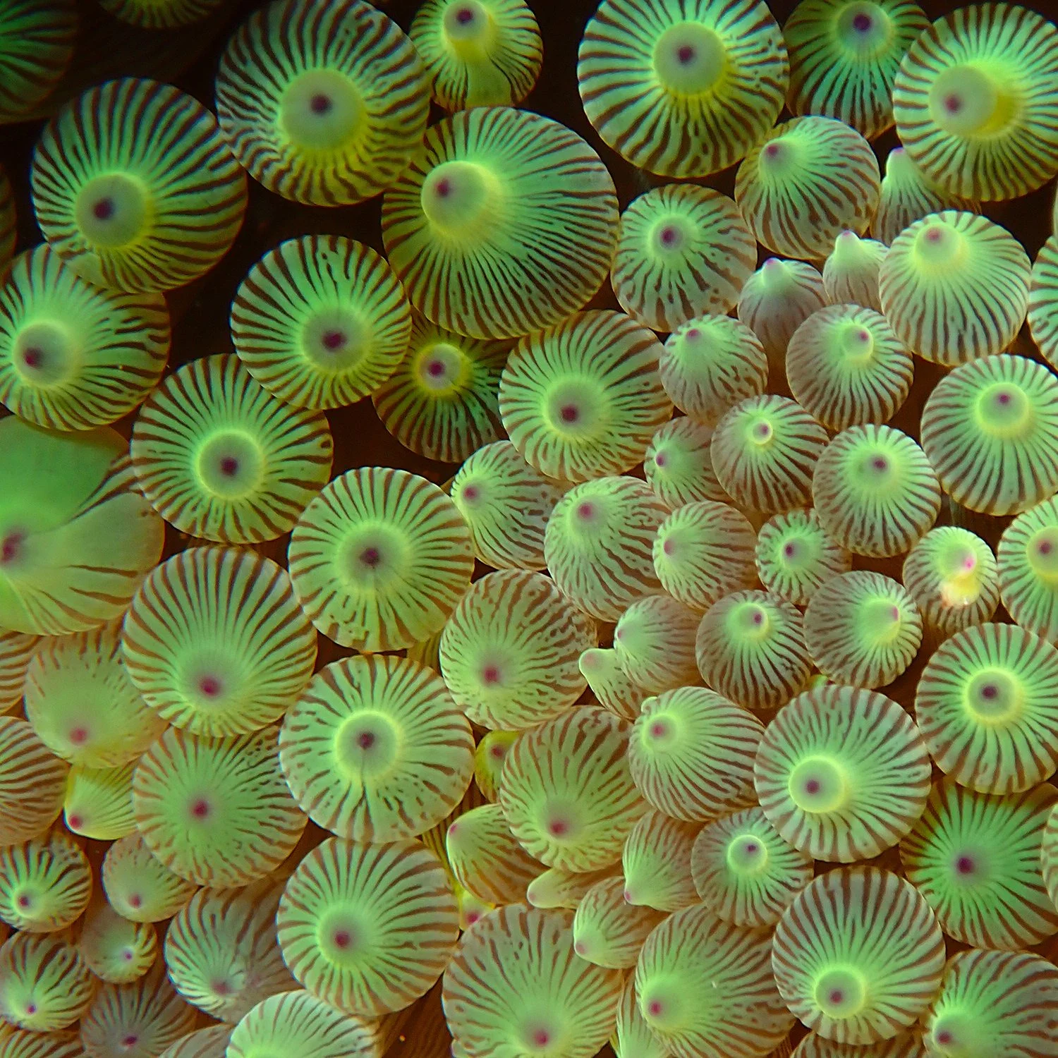 Do sea anemones hold the key to immortality? — Norfolk Island's Reef