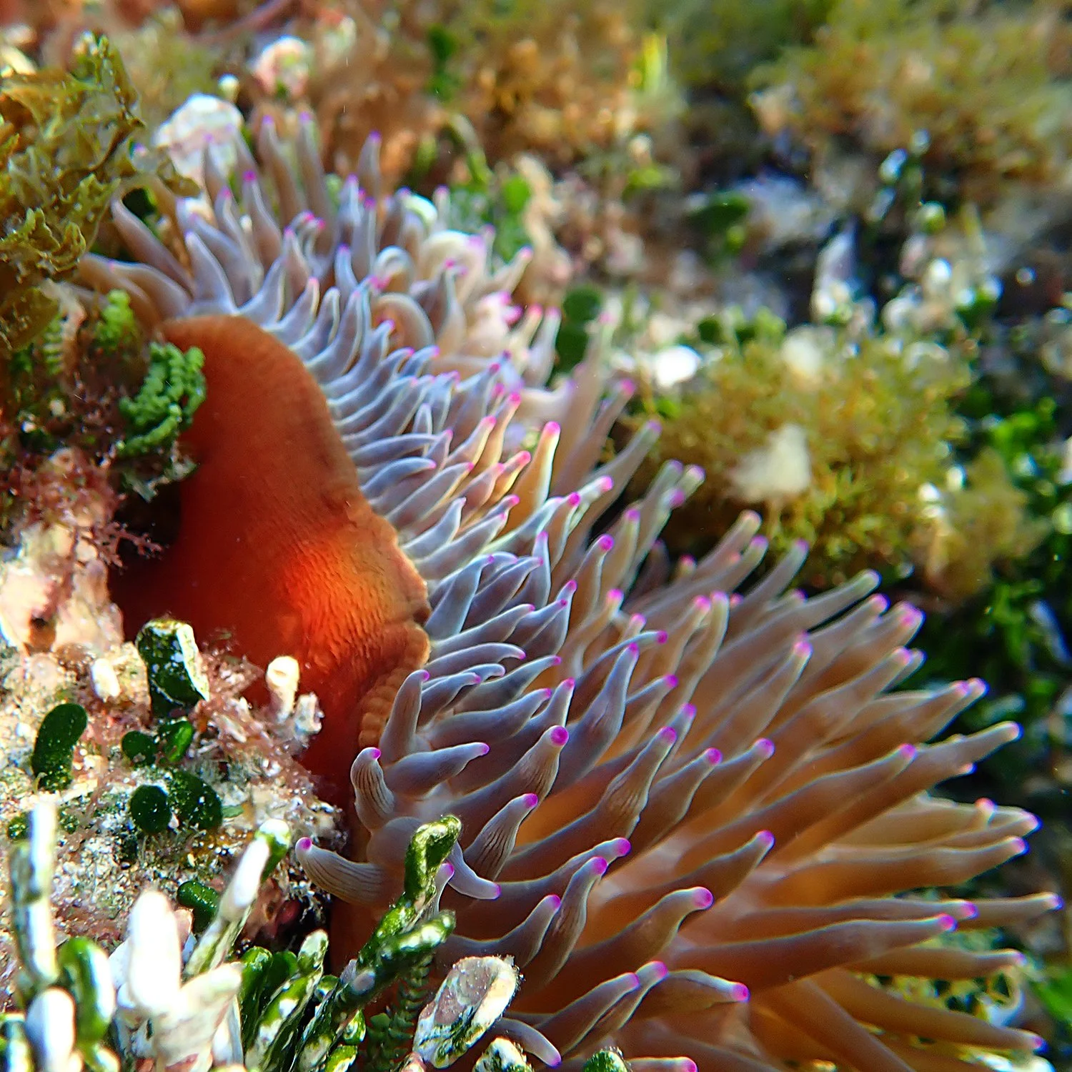 Do sea anemones hold the key to immortality? — Norfolk Island's Reef