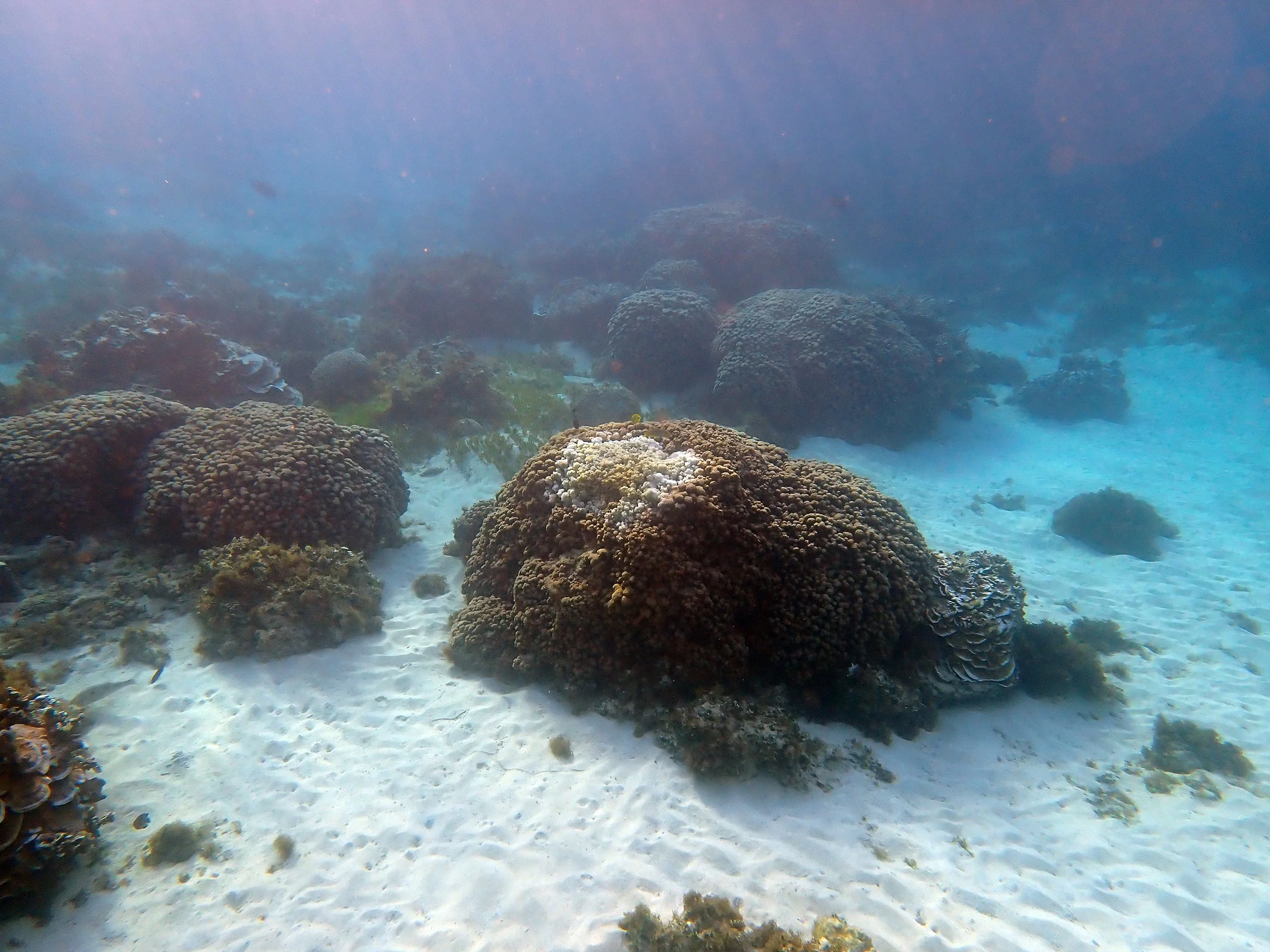 The spatiotemporal dynamics of a coral disease — Norfolk Island's Reef
