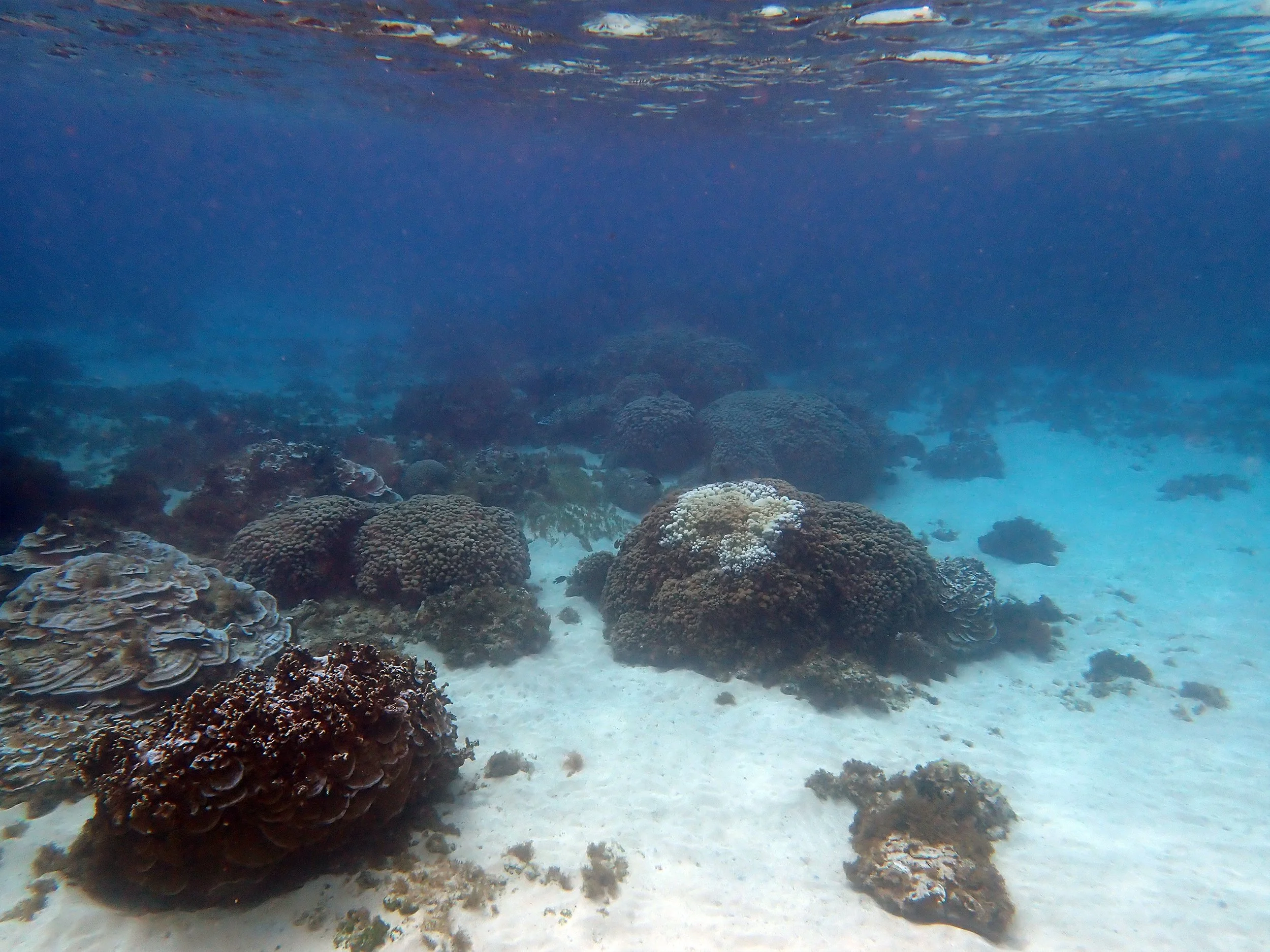 The spatiotemporal dynamics of a coral disease — Norfolk Island's Reef
