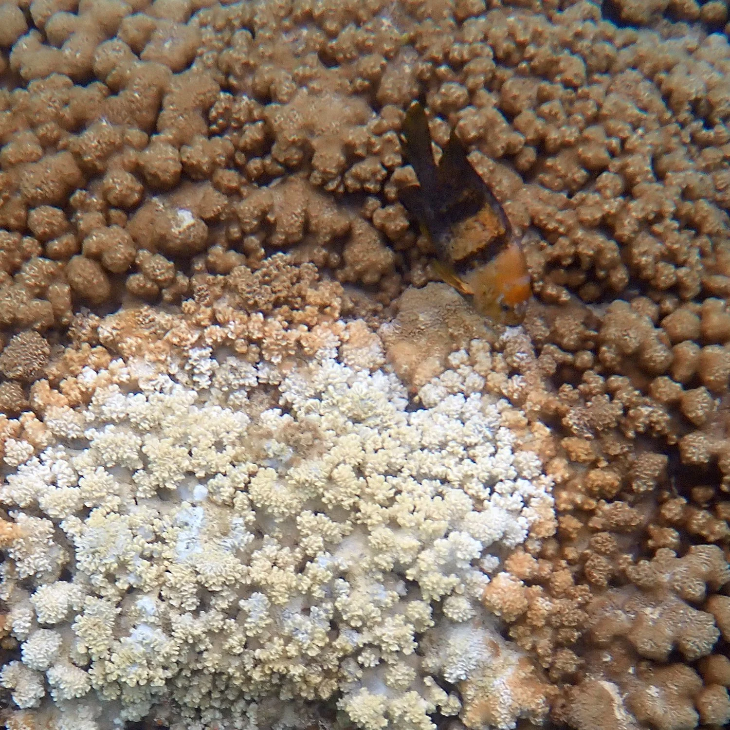 The spatiotemporal dynamics of a coral disease — Norfolk Island's Reef