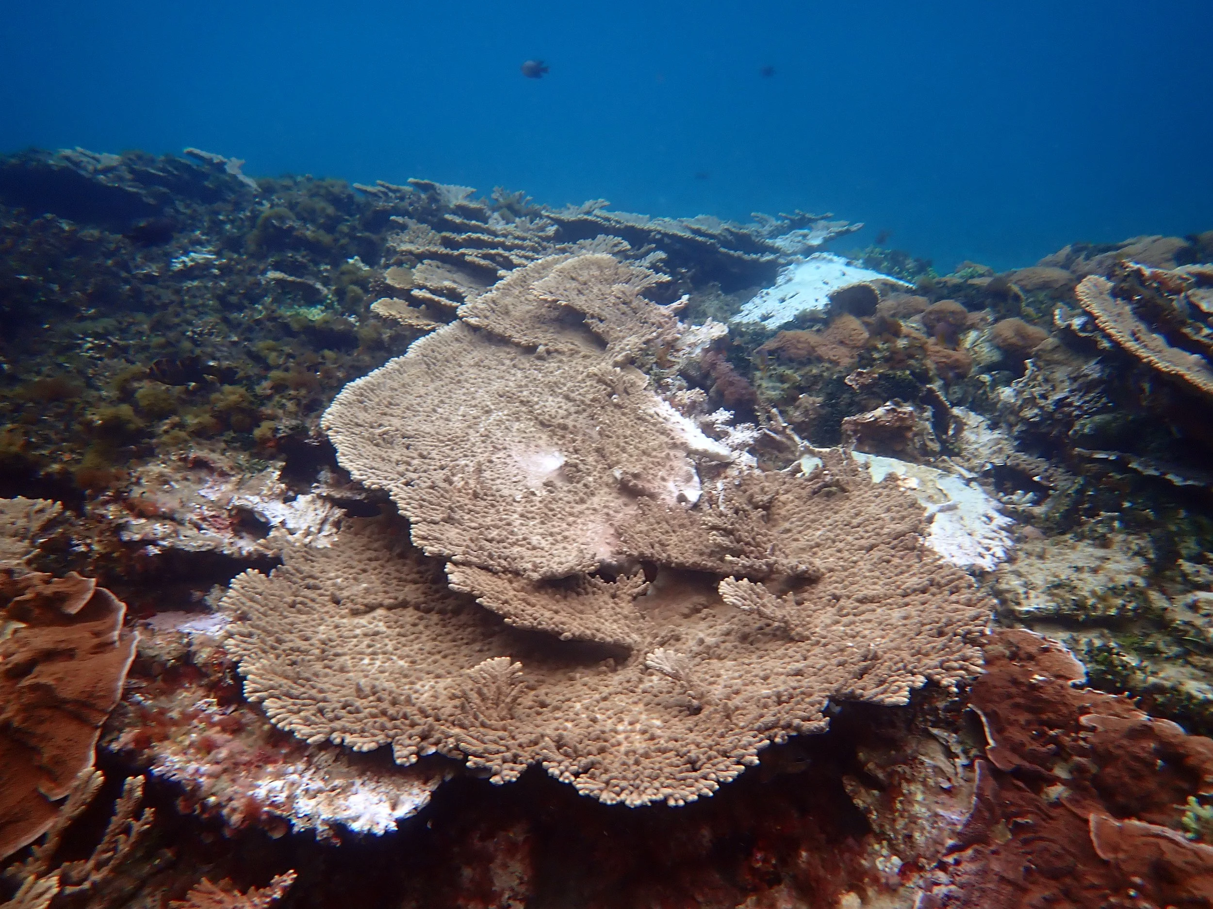 From coral reef to rubble — Norfolk Island's Reef