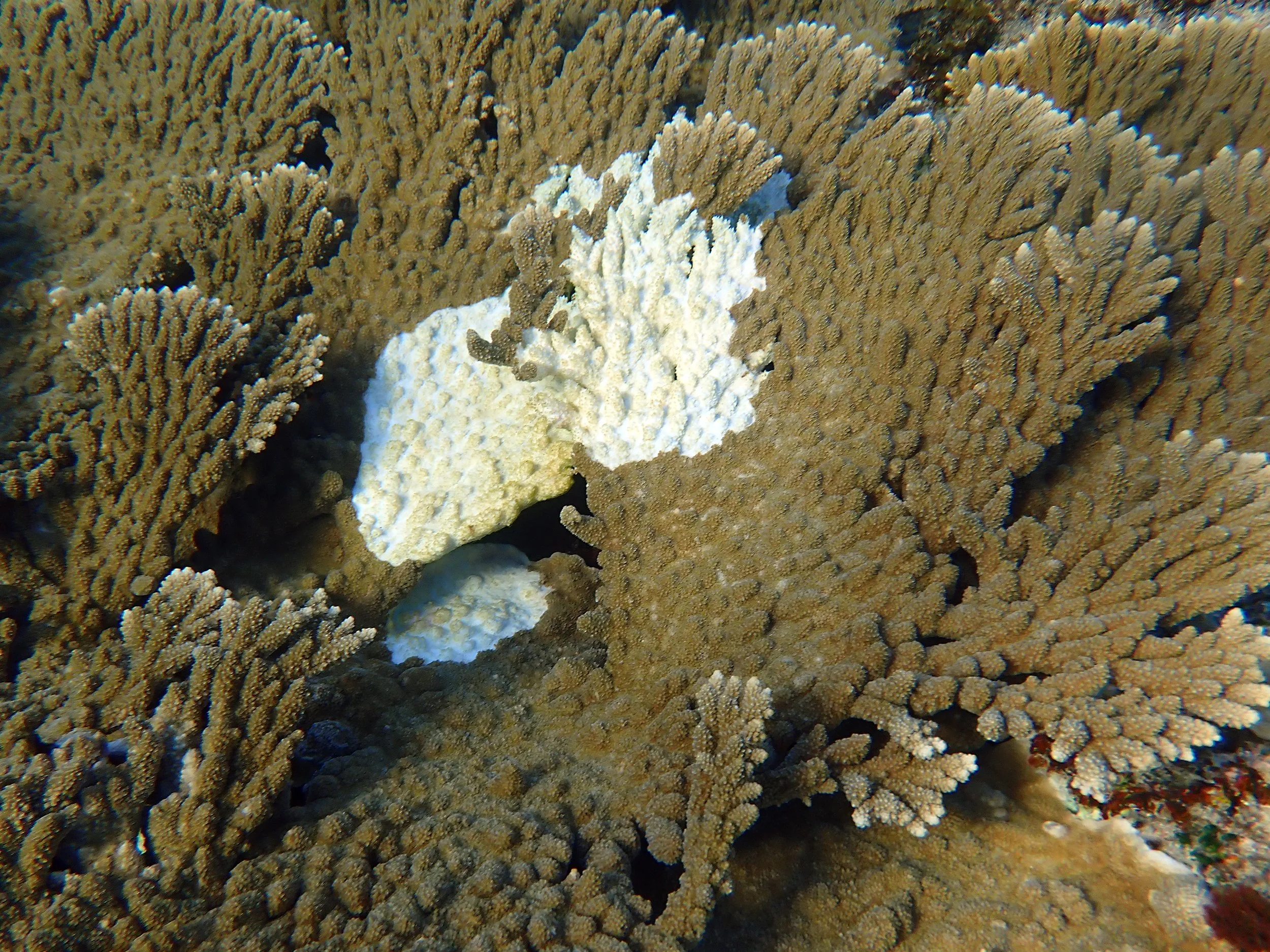 From coral reef to rubble — Norfolk Island's Reef