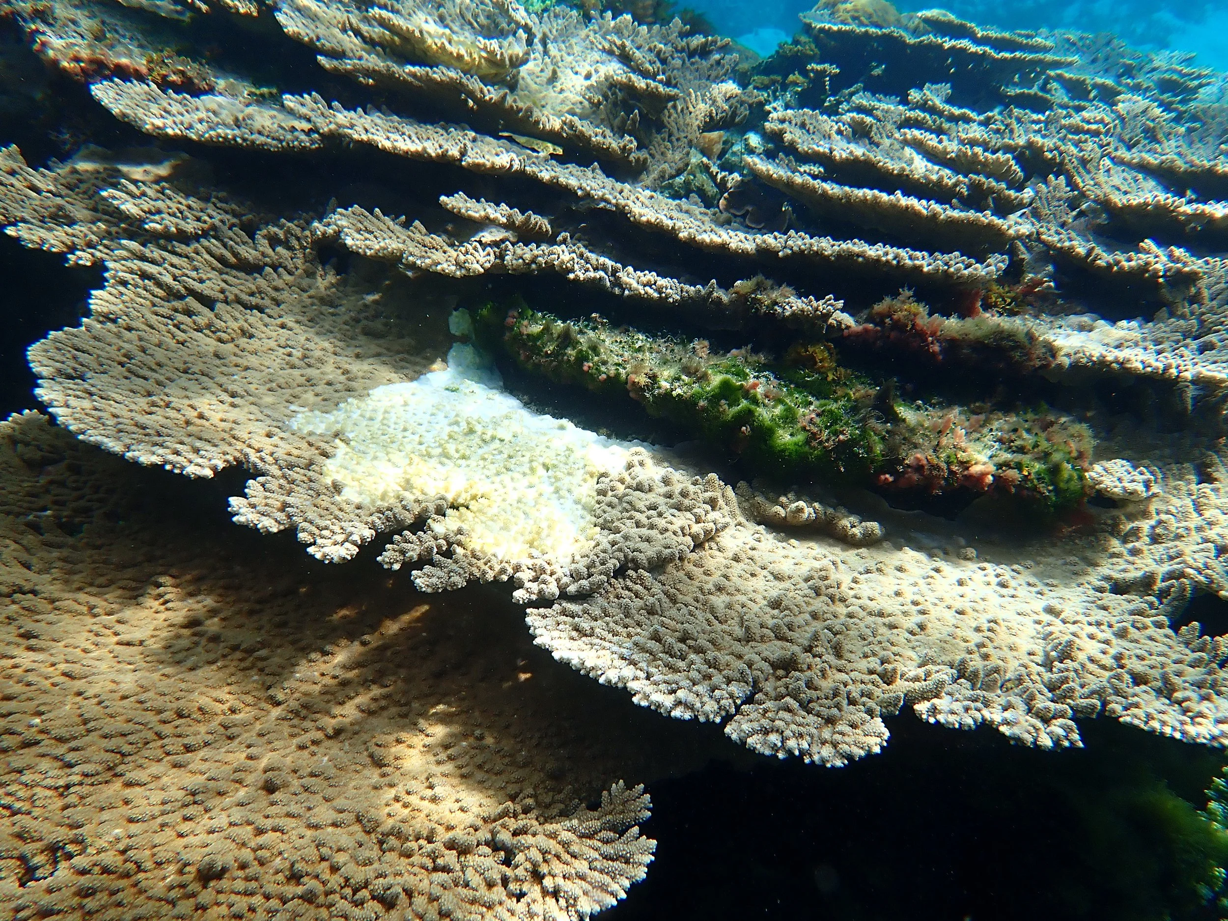 From coral reef to rubble — Norfolk Island's Reef