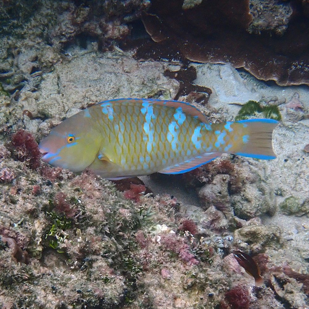 Blue-barred parrotfish (Scarus ghobban)