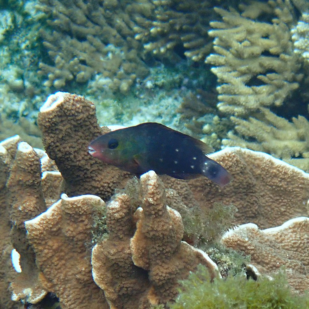 Pacific bullethead parrotfish (Chlorurus spilurus)
