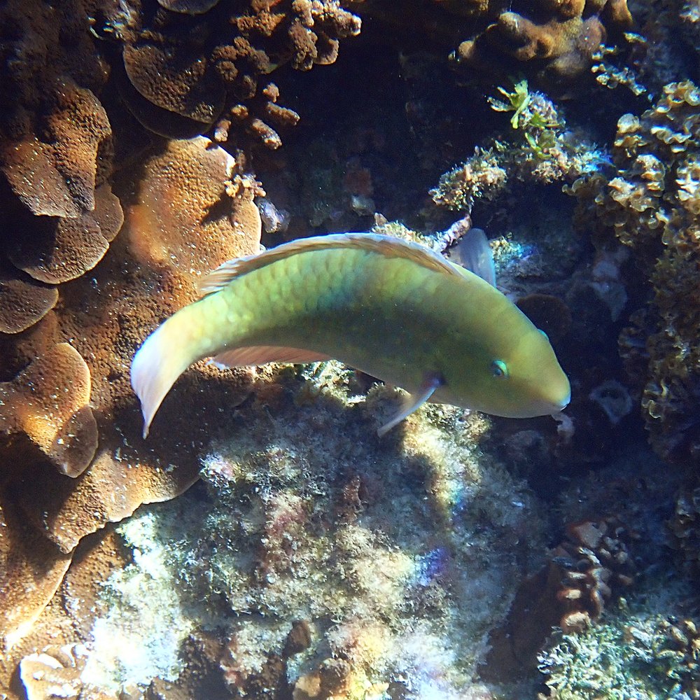 Surf parrotfish (Scarus rivulatus)