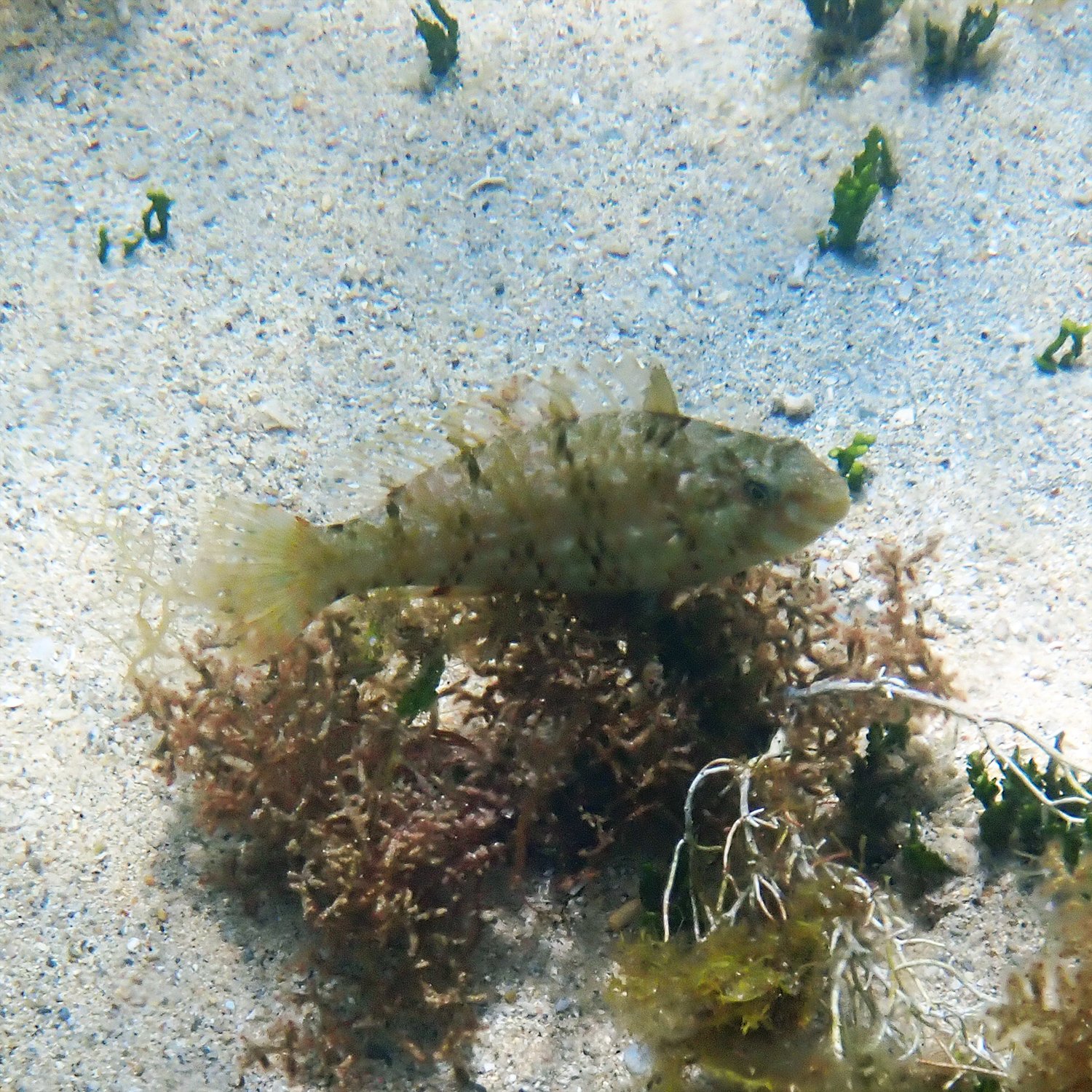 Marbled parrotfish - Leptoscarus vaigiensis