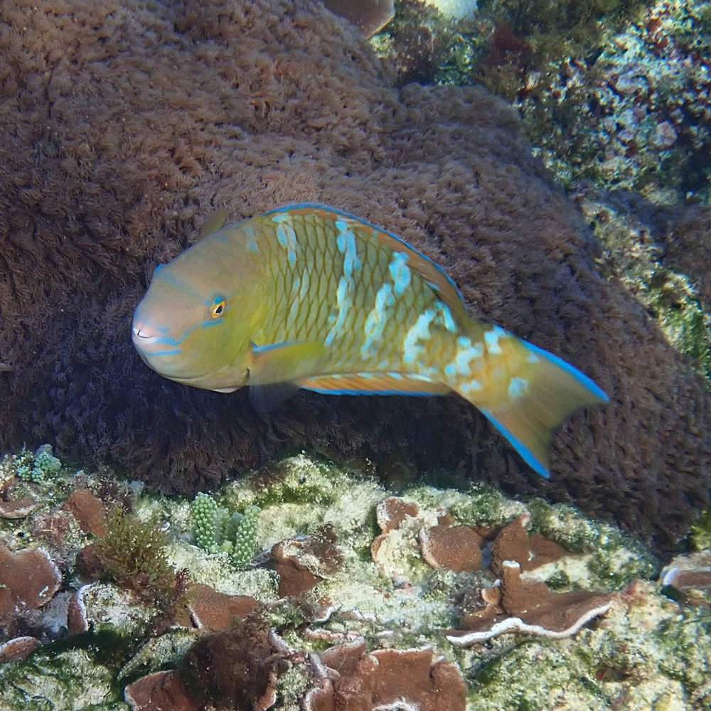 Blue-barred parrotfish