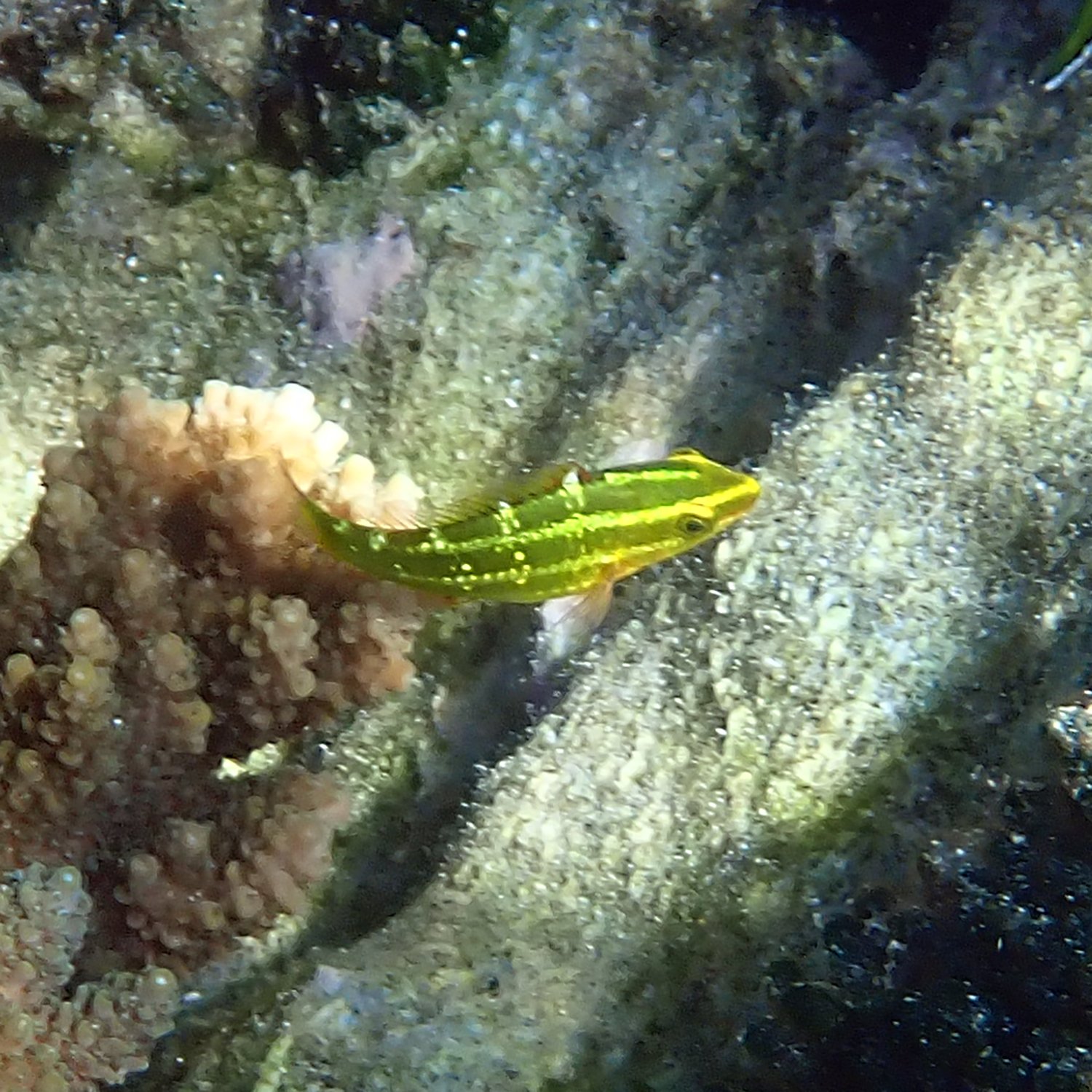 Sixband parrotfish - Scarus frenatus