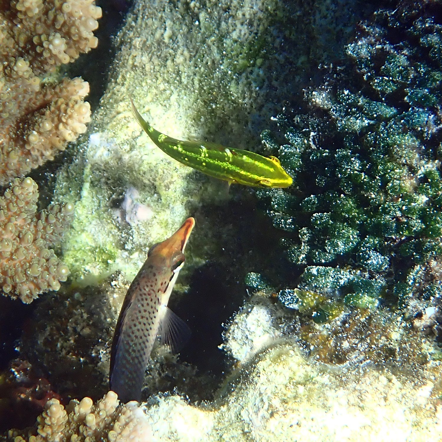 Sixband parrotfish - Scarus frenatus