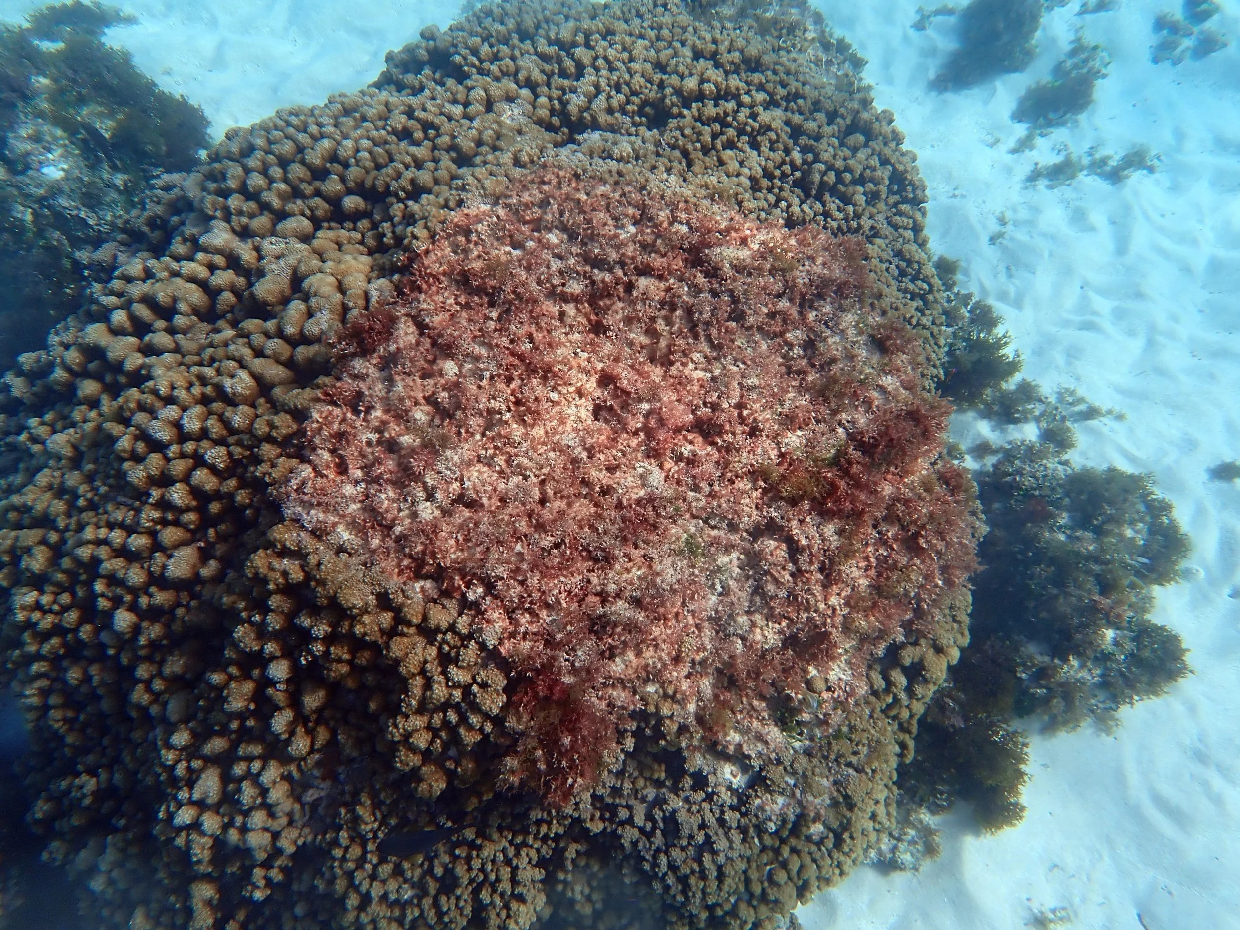 The spatiotemporal dynamics of a coral disease — Norfolk Island's Reef
