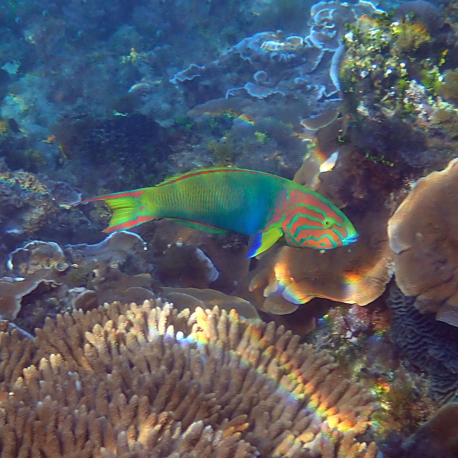 Ageing colourfully. This guy! — Norfolk Island's Reef