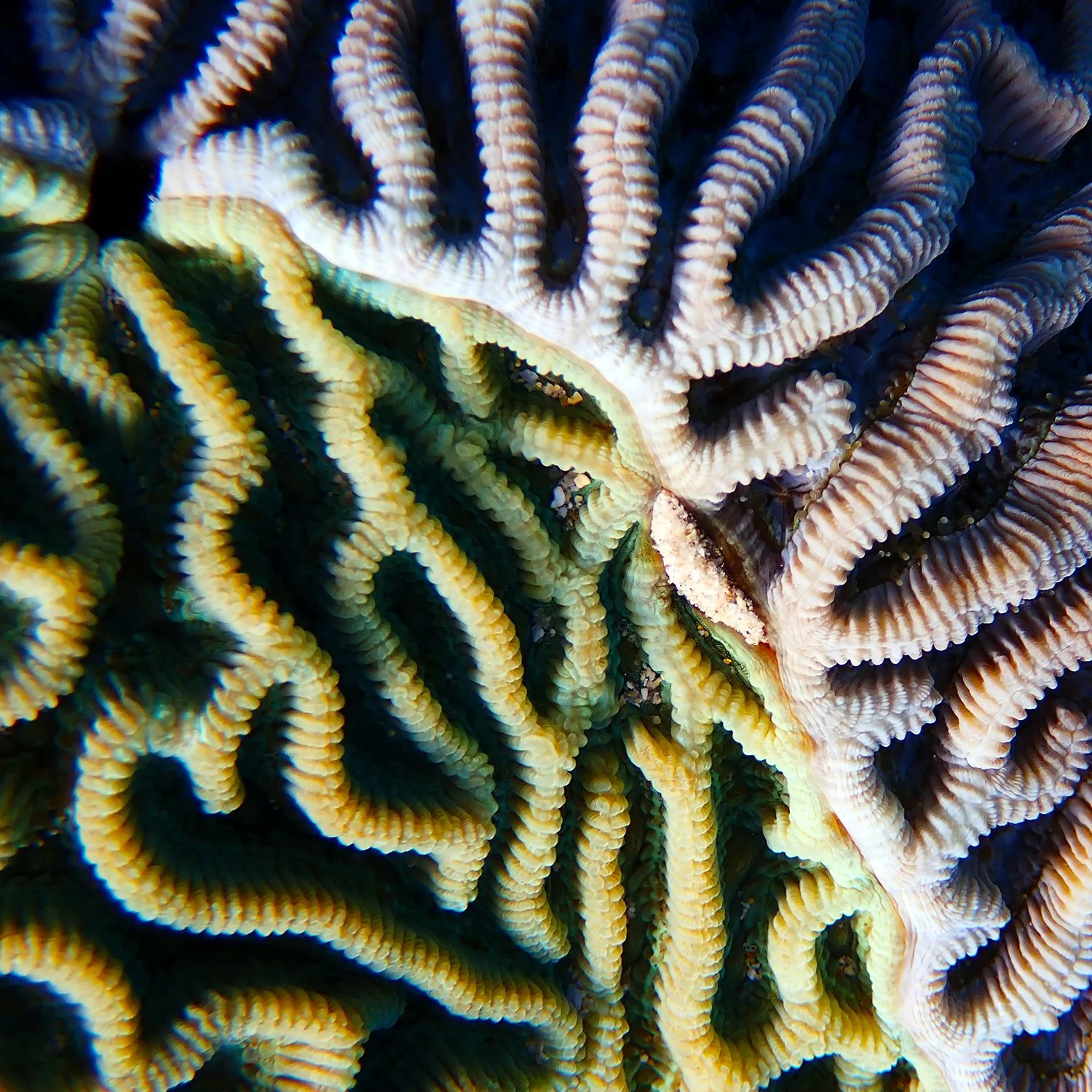 Patchwork Corals: When Two Become One — Norfolk Island's Reef