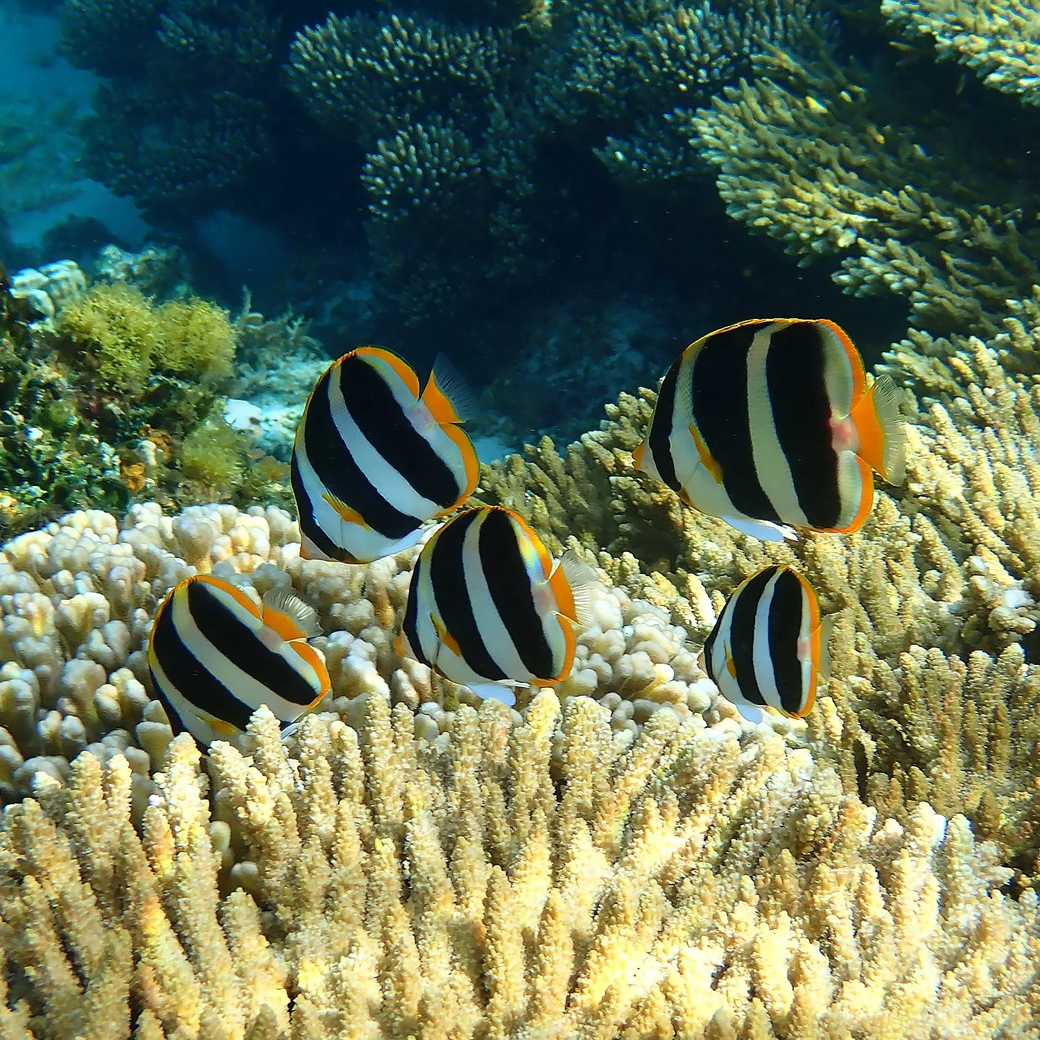 Norfolk Island’s fishes: drifters, residents and the ones still missing ...