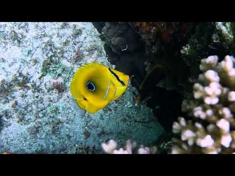 Eclipse butterflyfish, Slaughter Bay, Norfolk Island