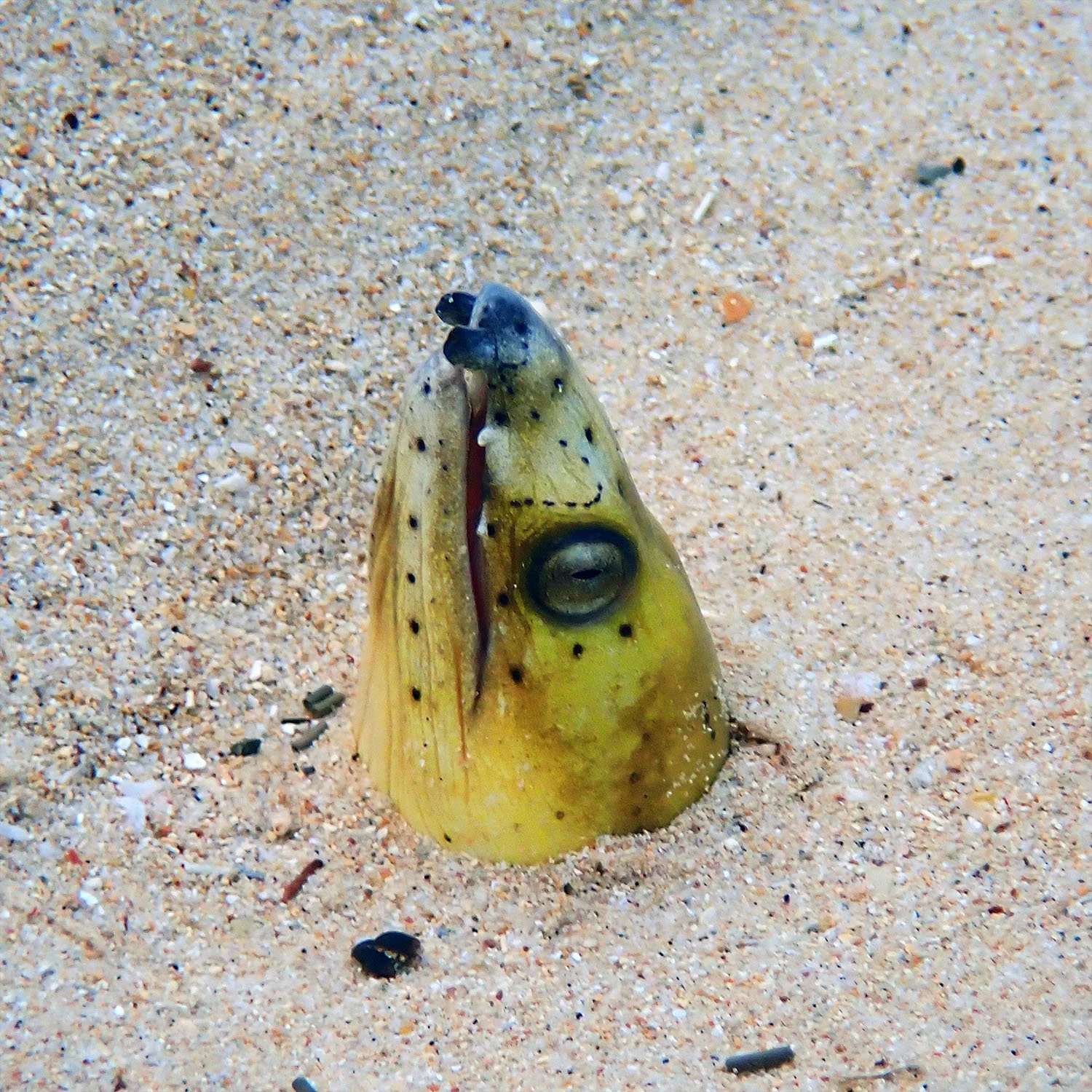 Biodiversity matters — Norfolk Island's Reef