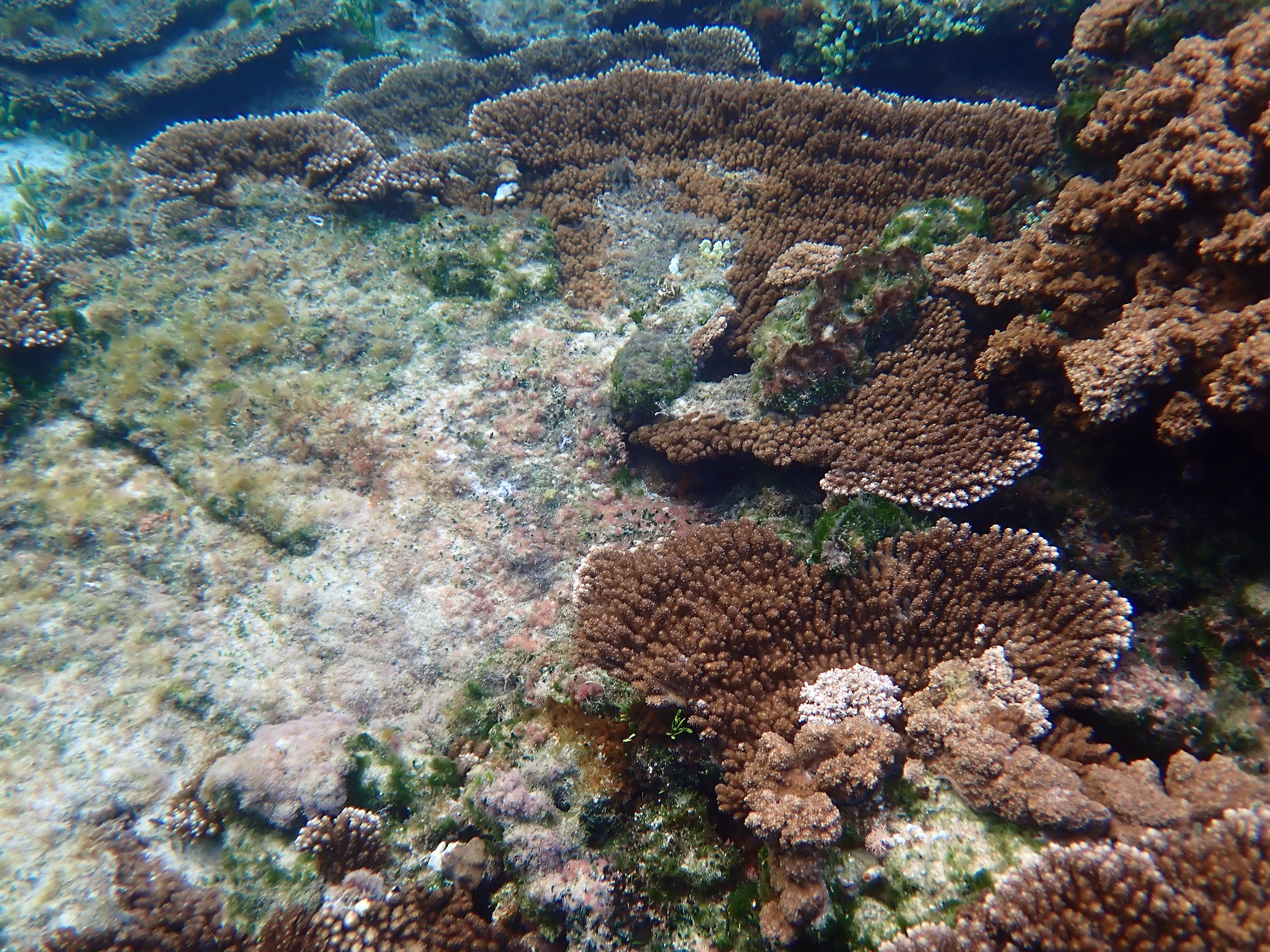 Warning signs: coral growth anomalies – the slow cancers of the reef ...
