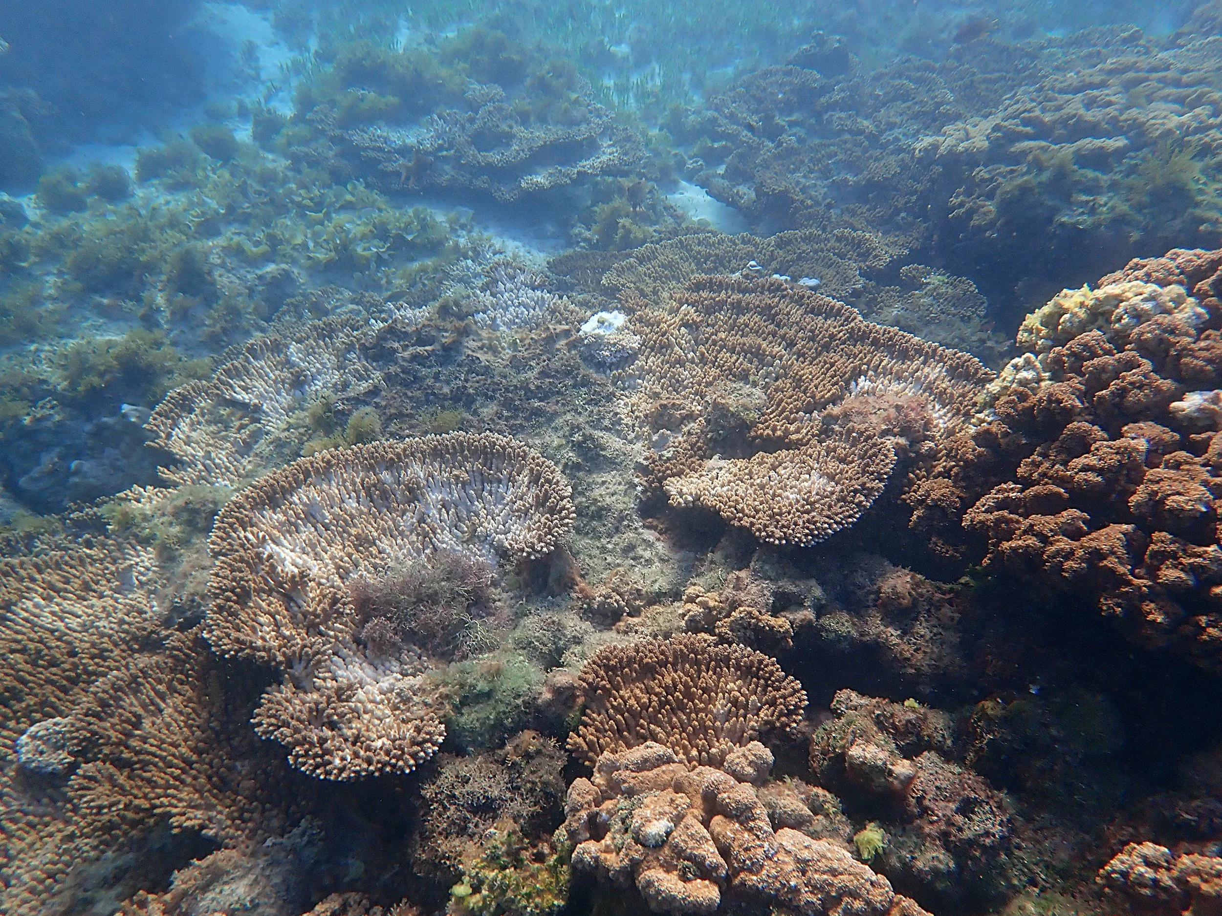 Warning signs: coral growth anomalies – the slow cancers of the reef ...