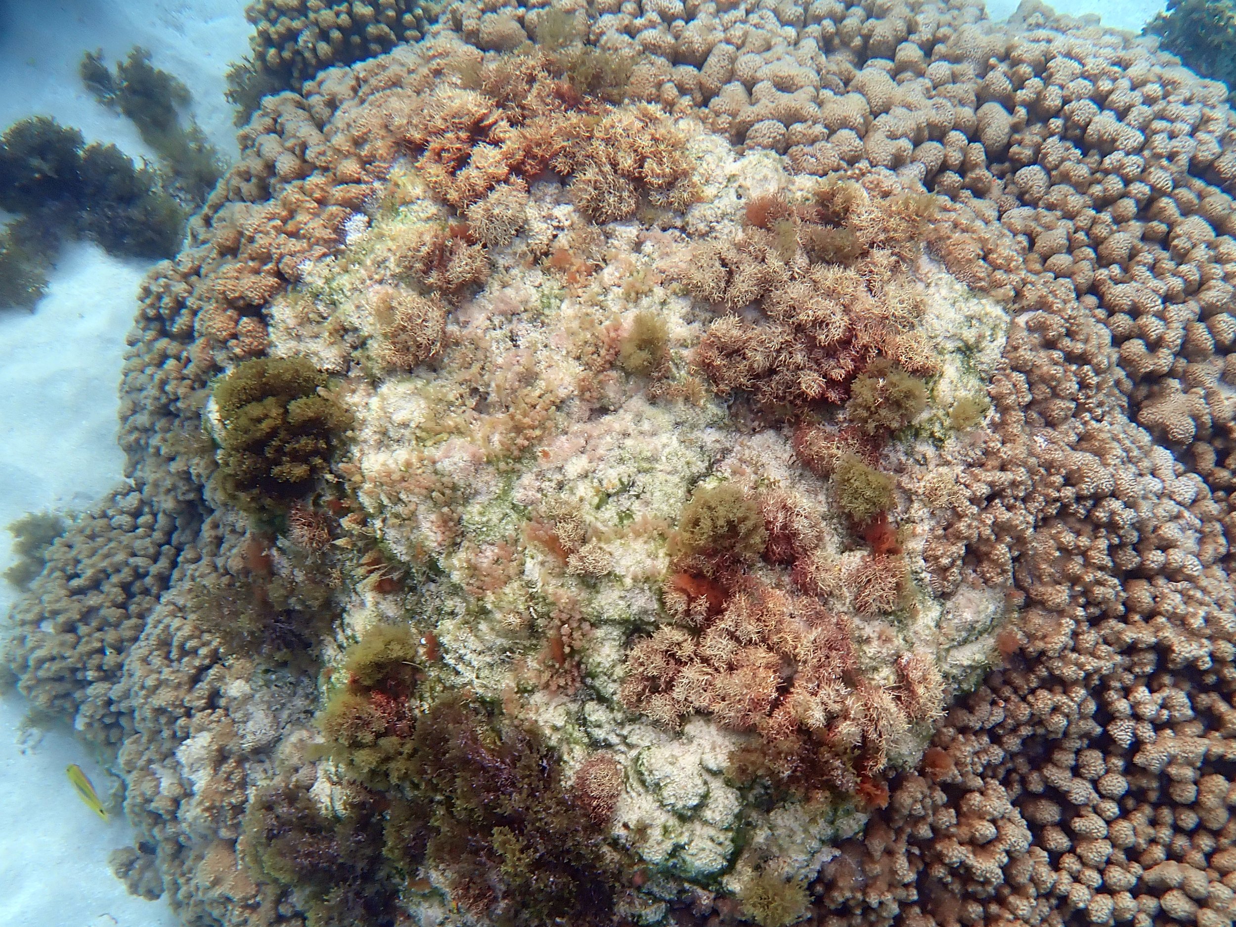 Warning signs: what Norfolk Island’s reef is telling us — Norfolk ...