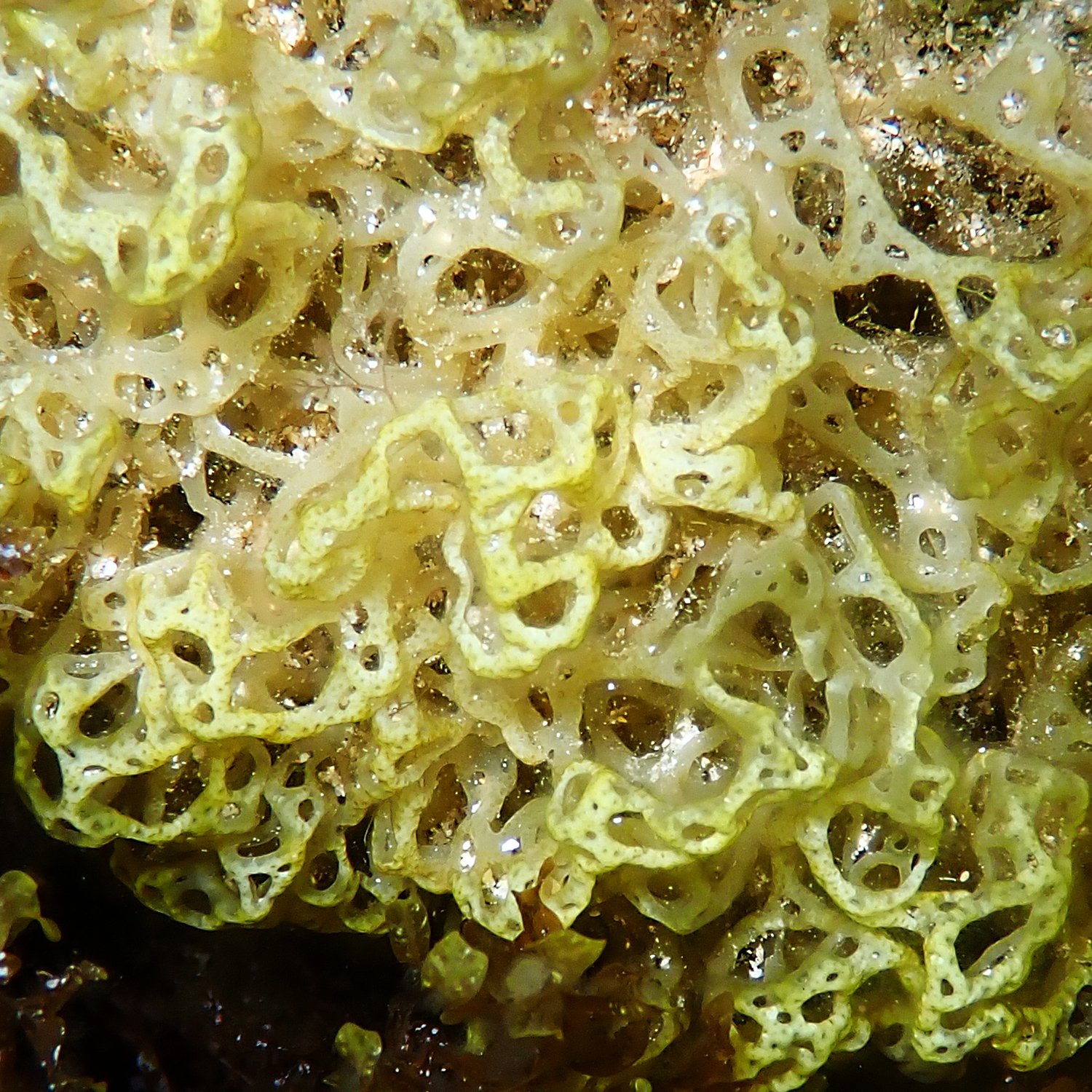 Sponge seaweed - Hydroclathrus clathratus