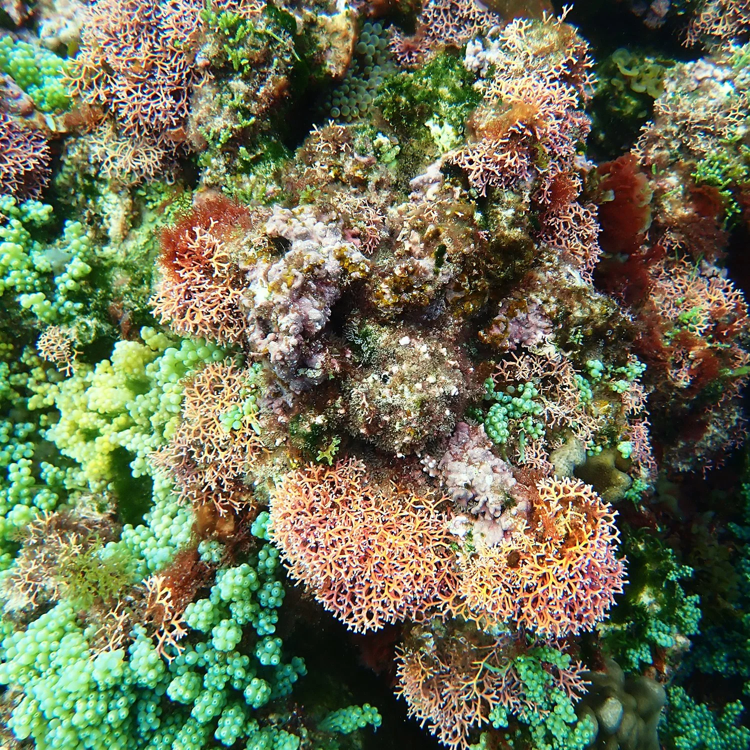 Algae