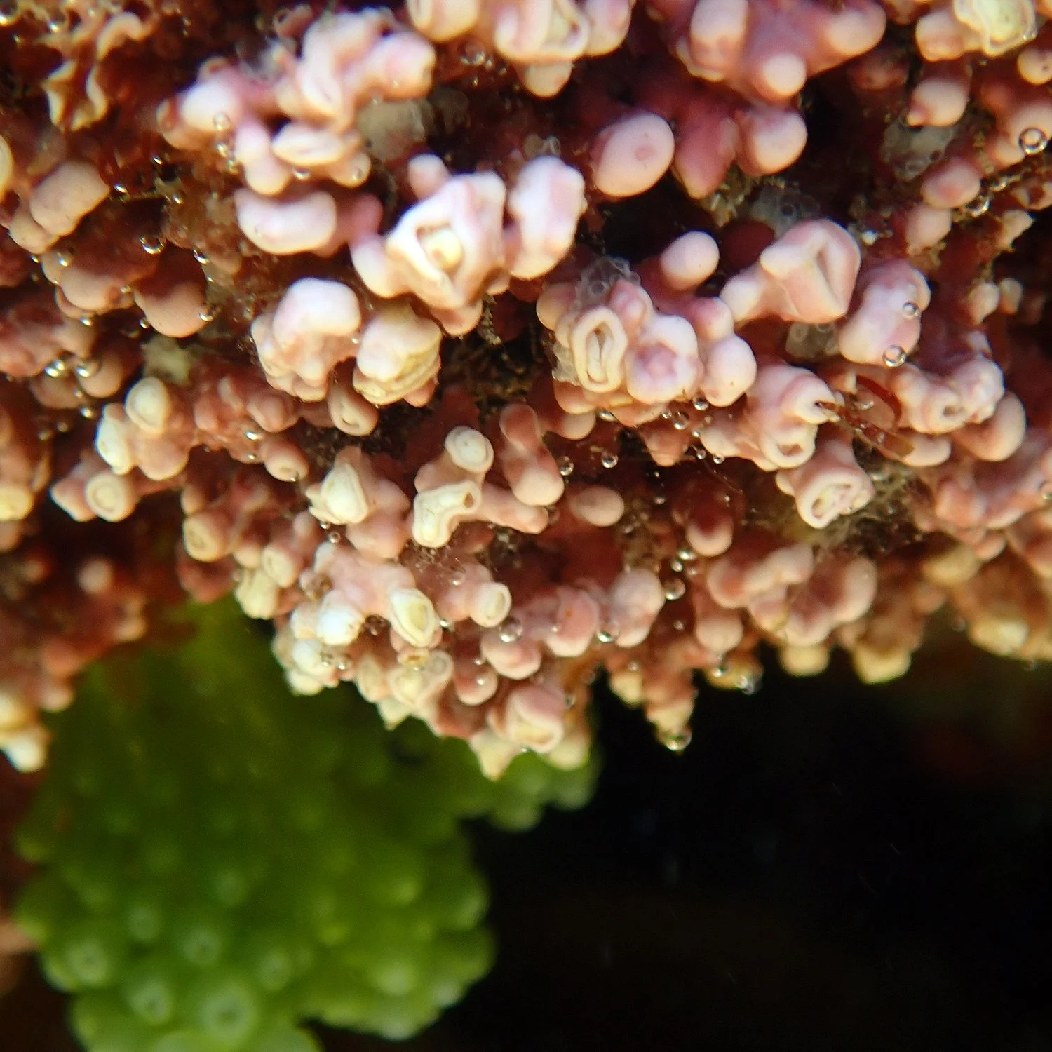Algae