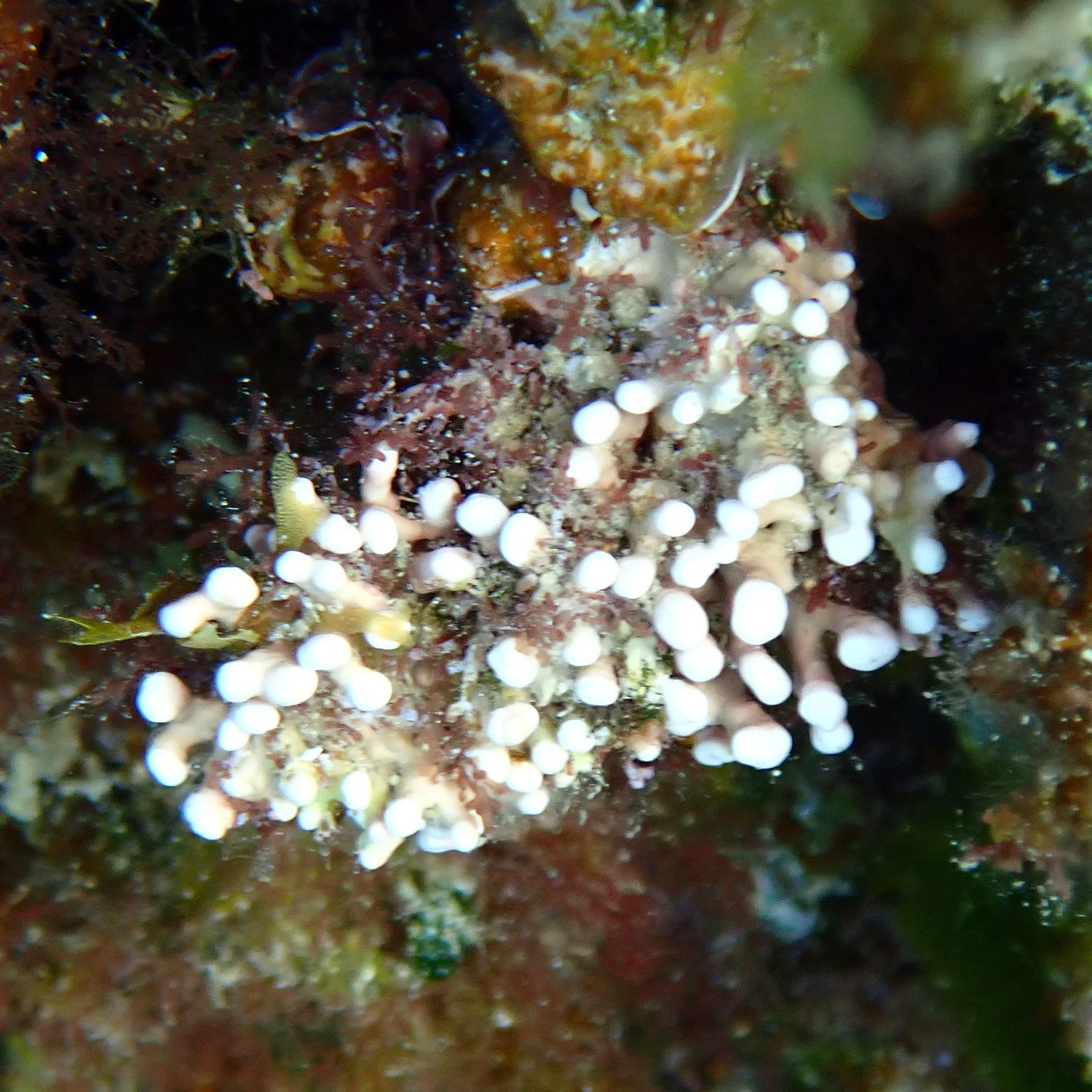 Algae