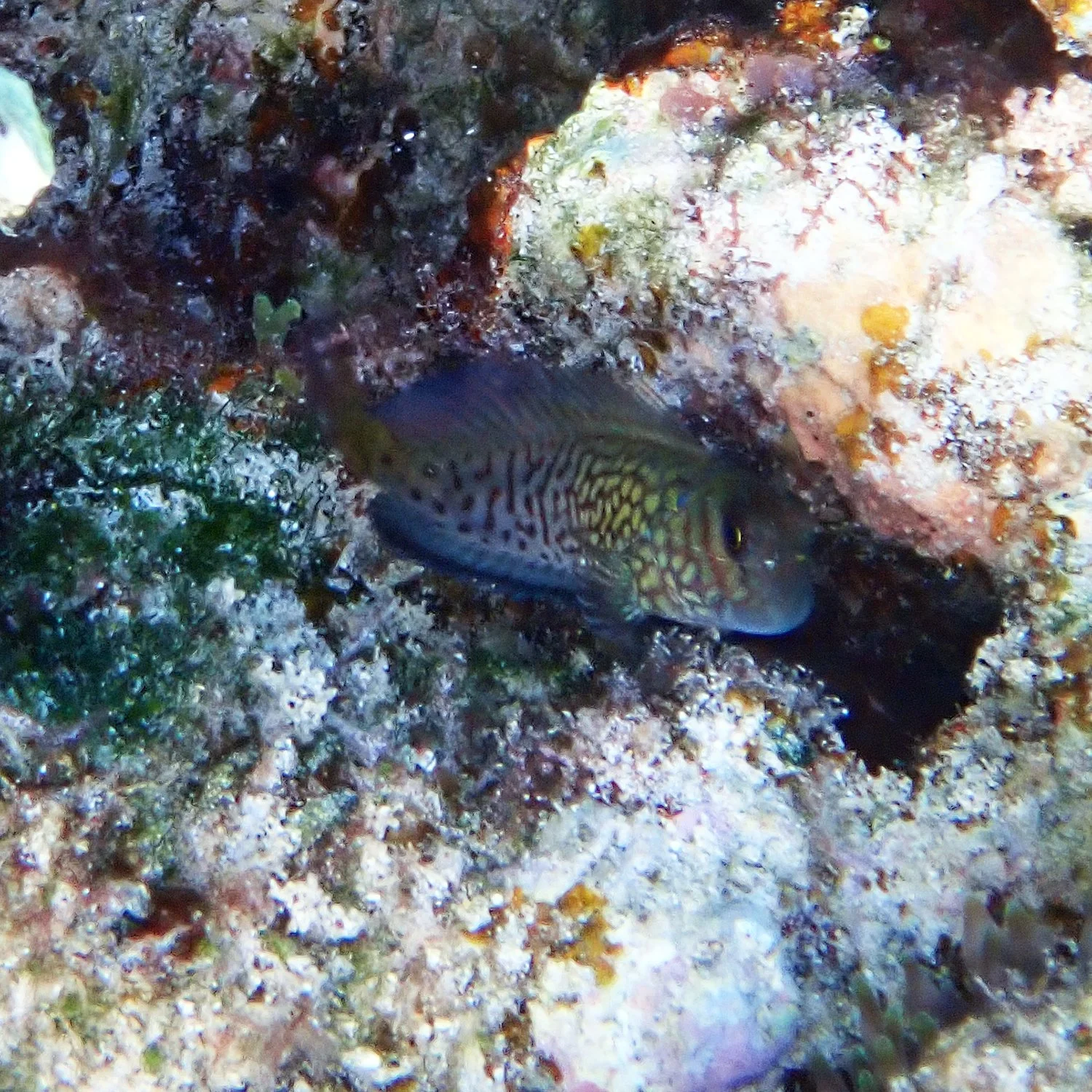 Redstreaked blenny - Cirripectes stigmaticus