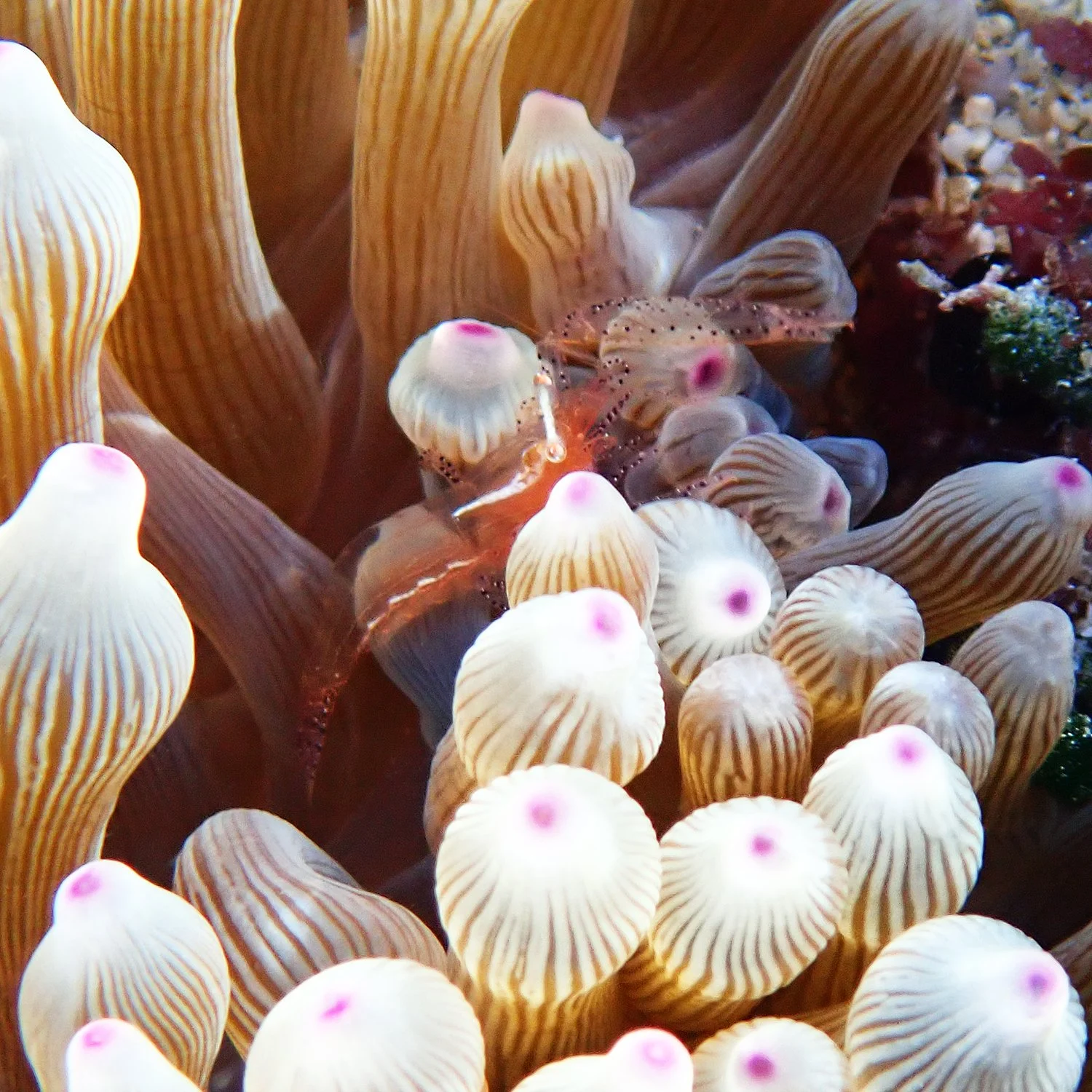Actinimenes ornatus