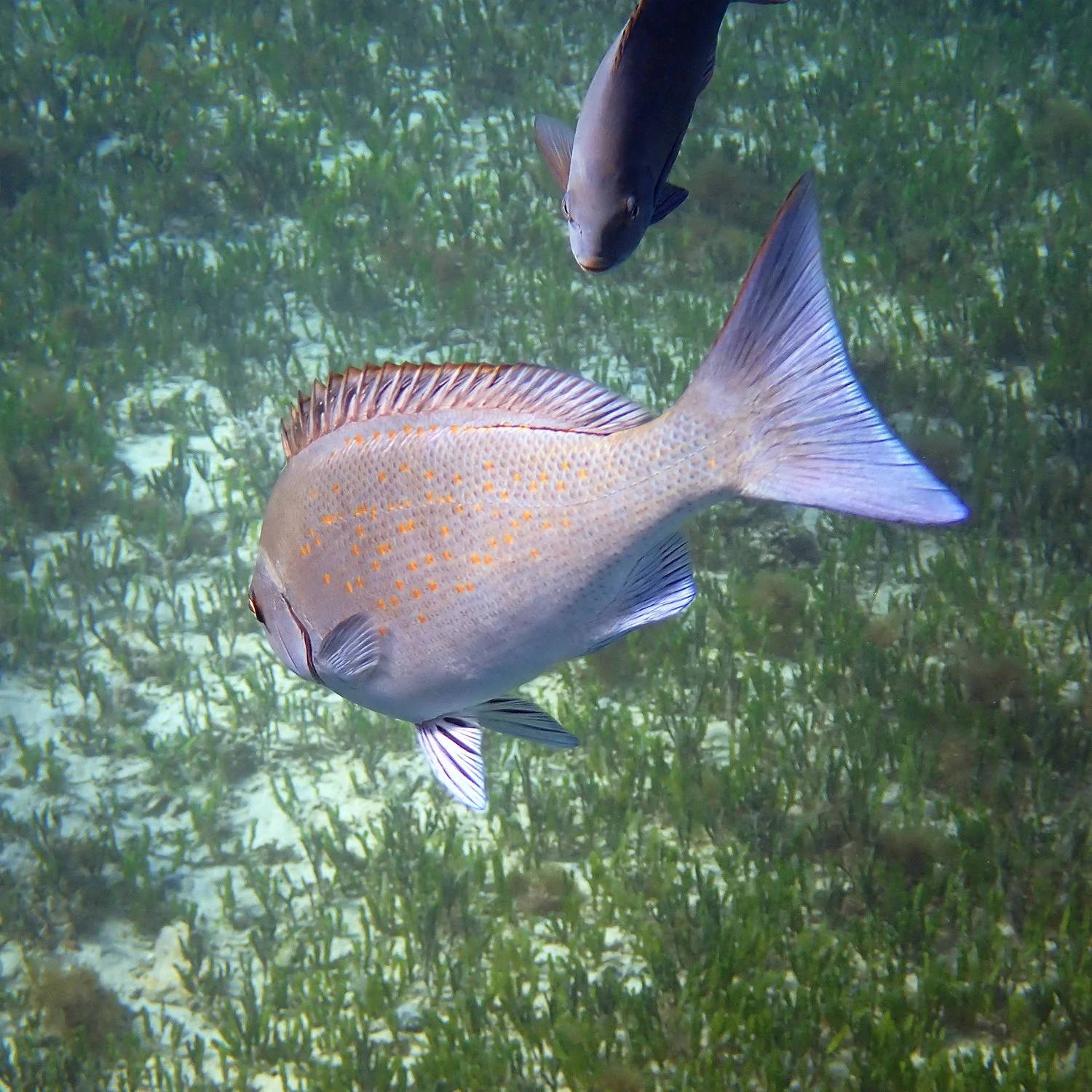 Blue drummer - Girella cyanea