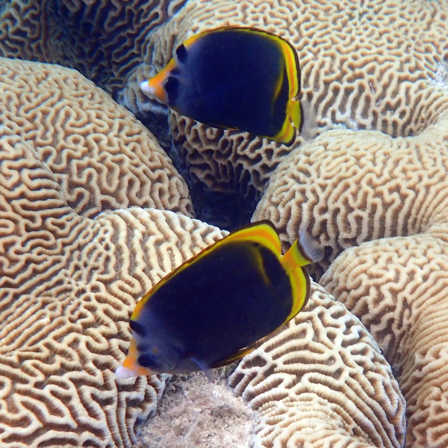 Emily Bay's big 'brain' coral — Norfolk Island's Reef