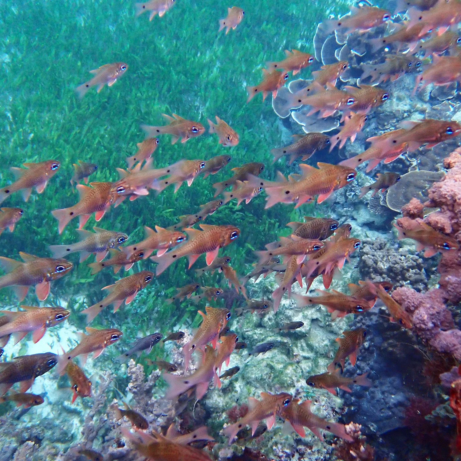 Norfolk cardinalfish - Ostorhinchus norfolcensis