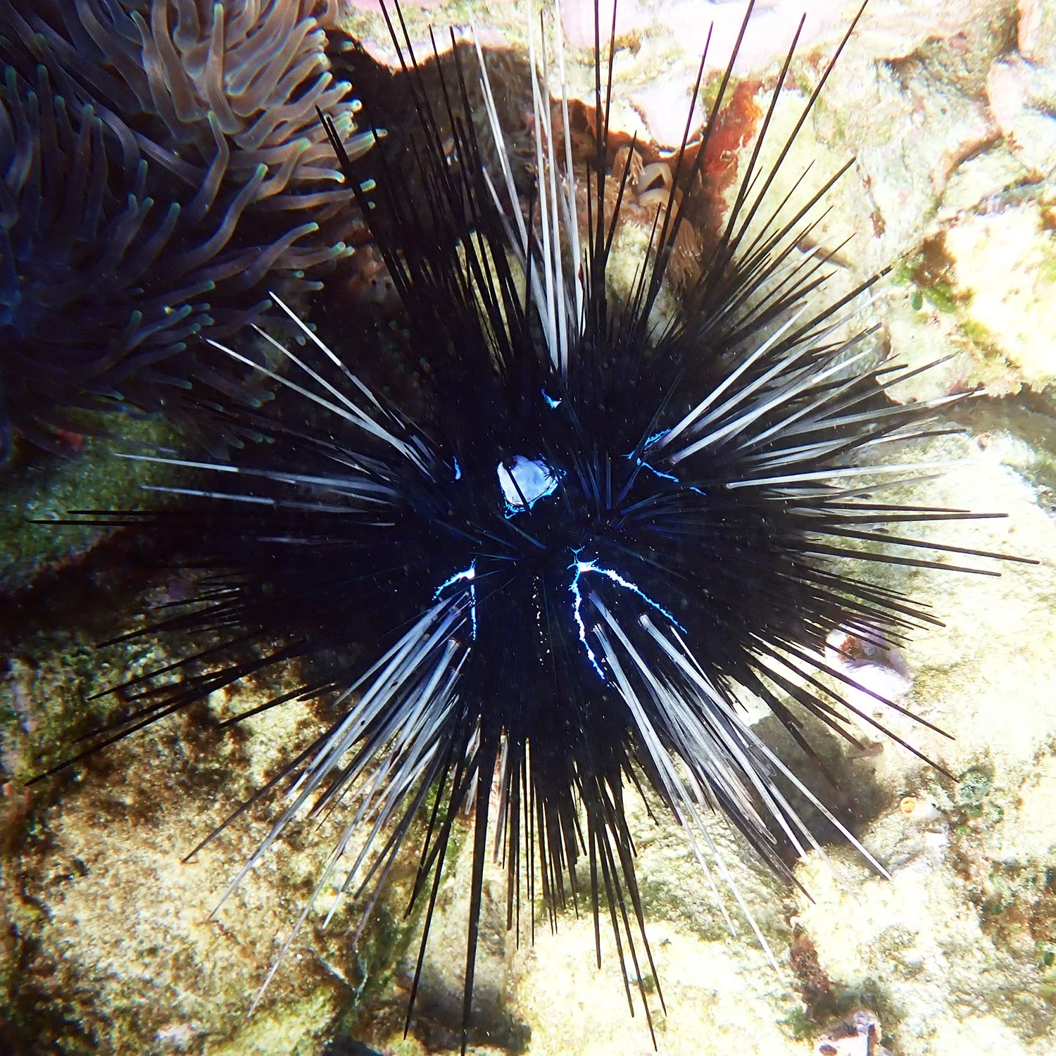 Diadema savignyi
