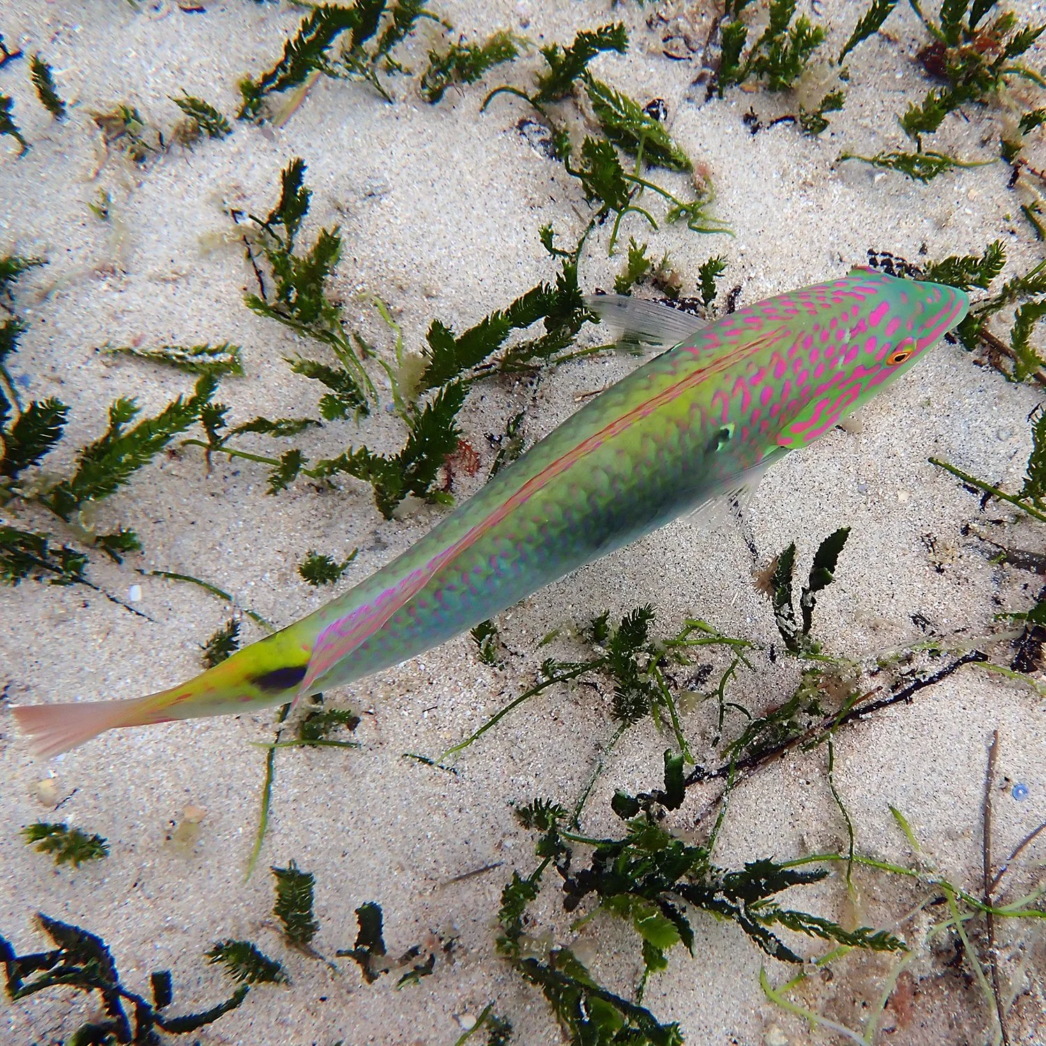 Threespot wrasse - Halichoeres trimaculatus