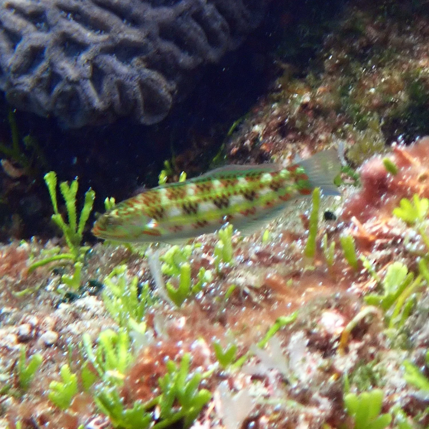 Surge wrasse - Thalassoma purpureum