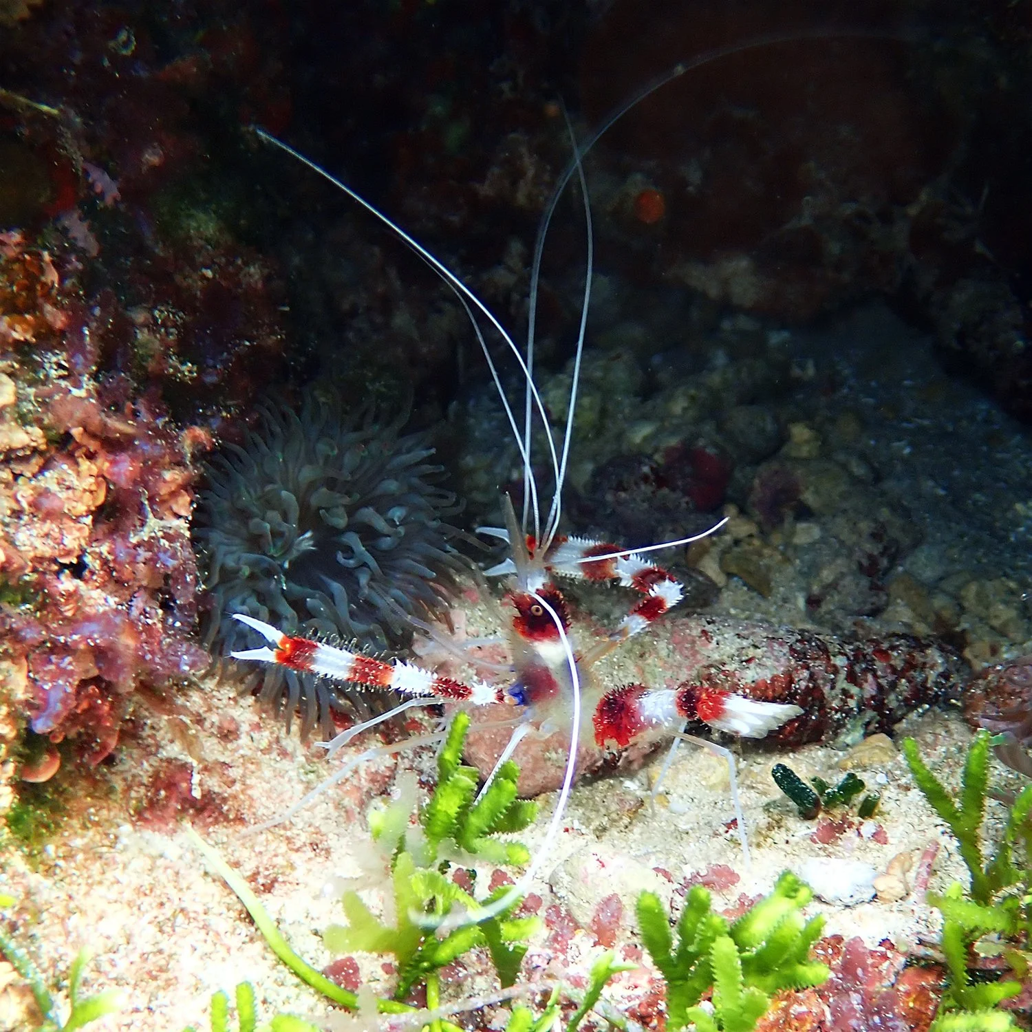Banded coral shrimp - Stenopus hispidus