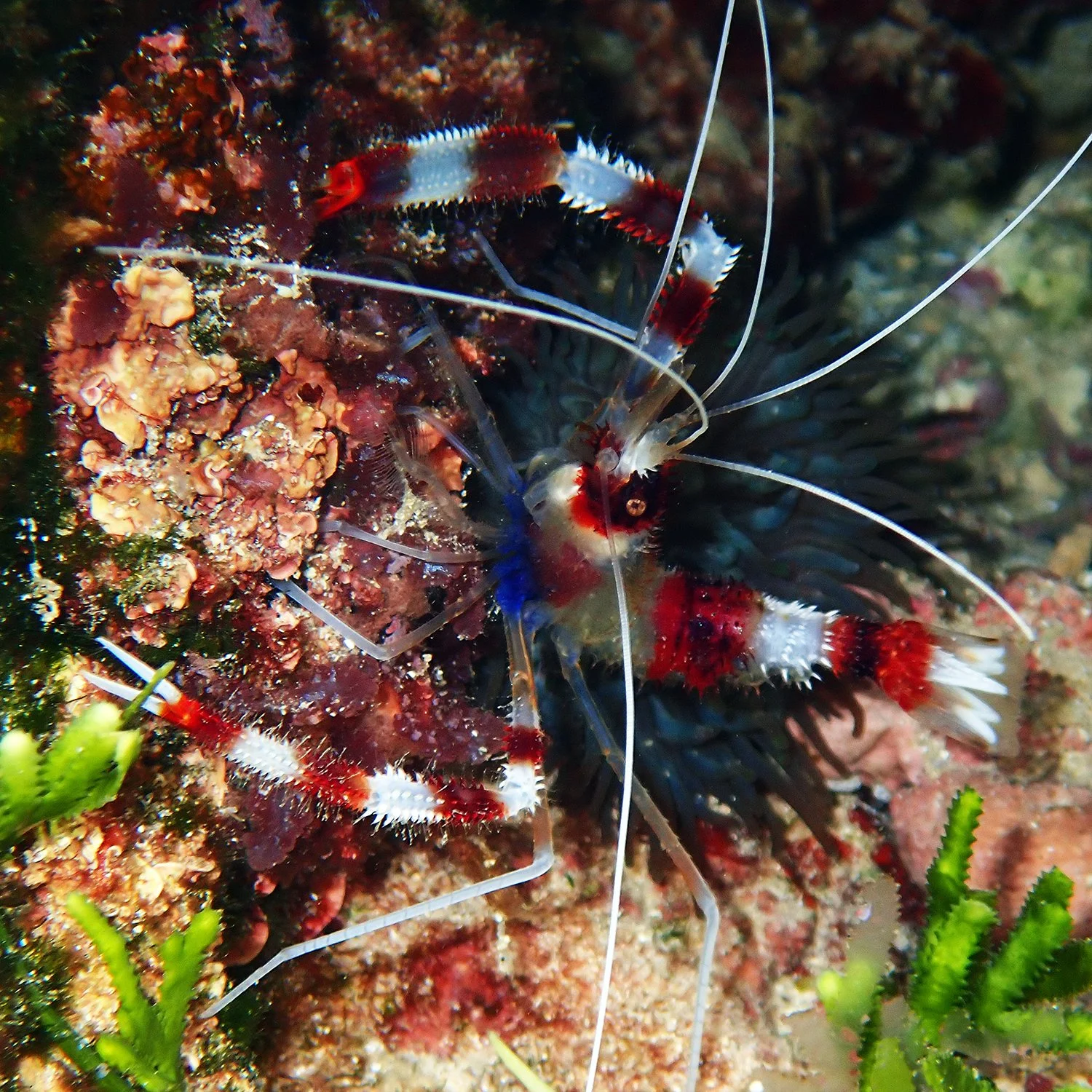Banded coral shrimp - Stenopus hispidus