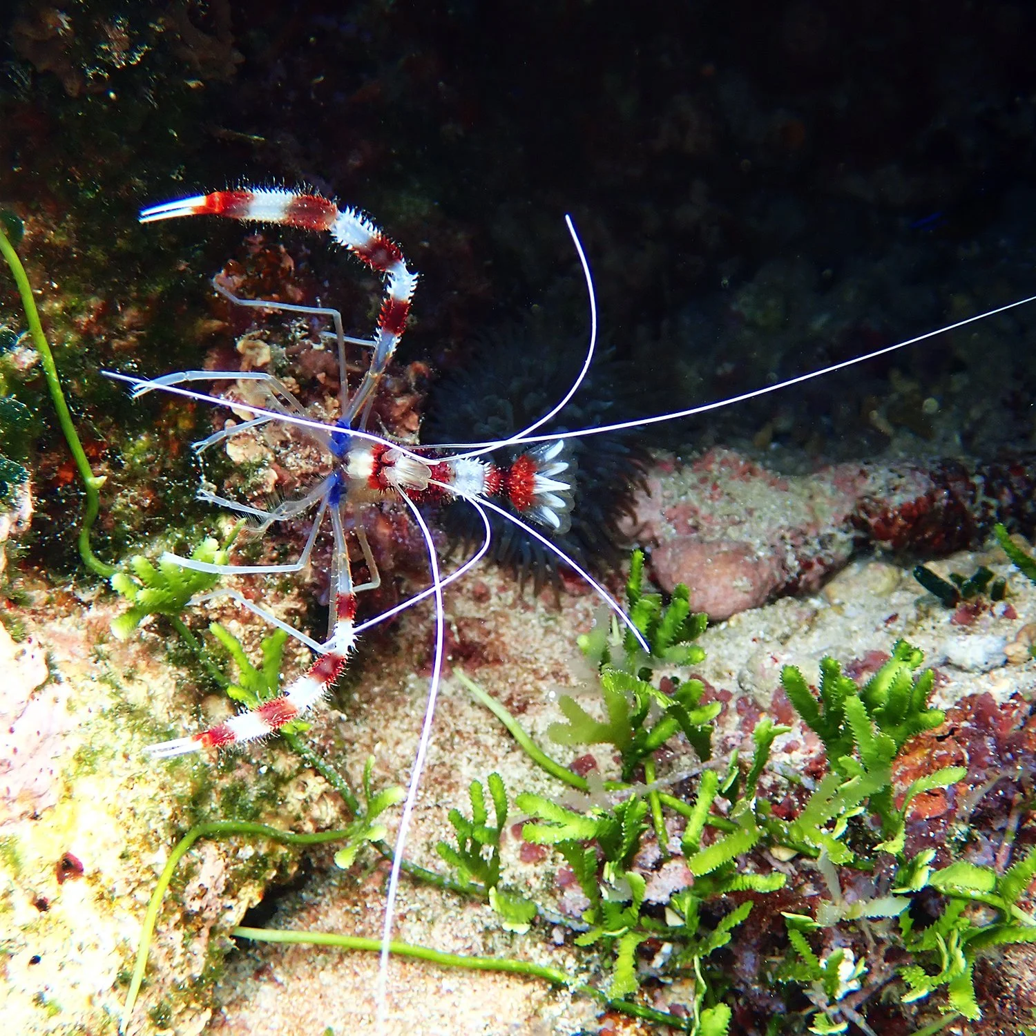 Banded coral shrimp - Stenopus hispidus