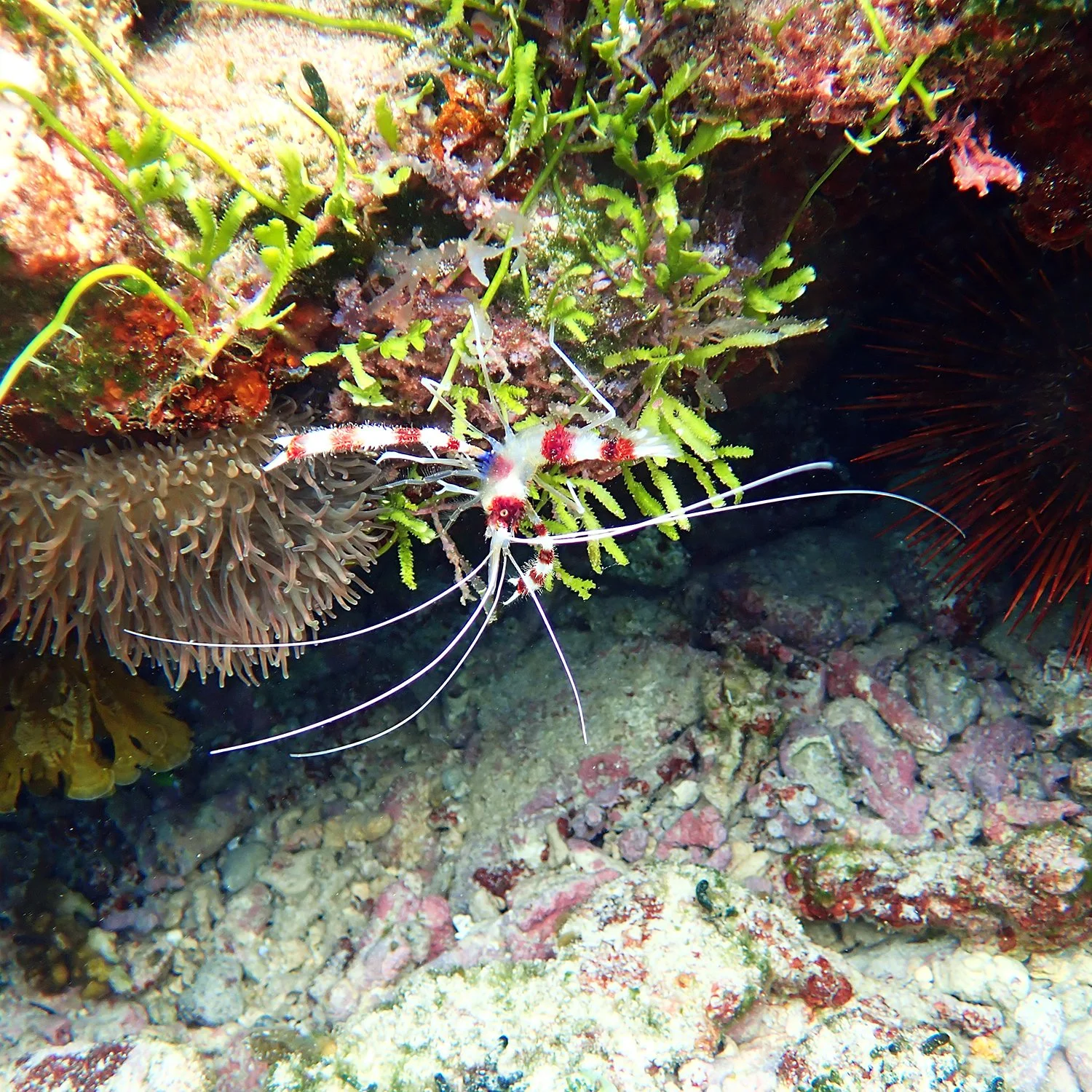 Banded coral shrimp - Stenopus hispidus