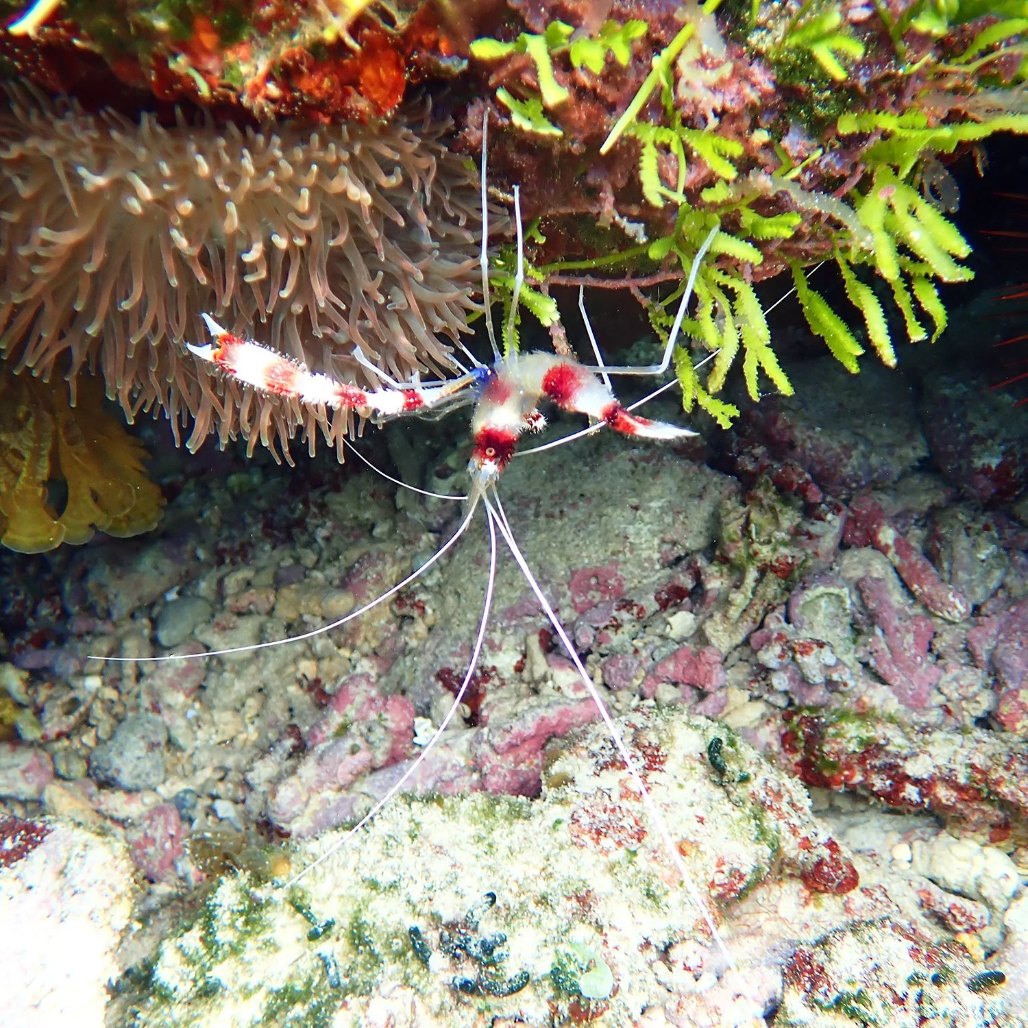 Banded coral shrimp - Stenopus hispidus