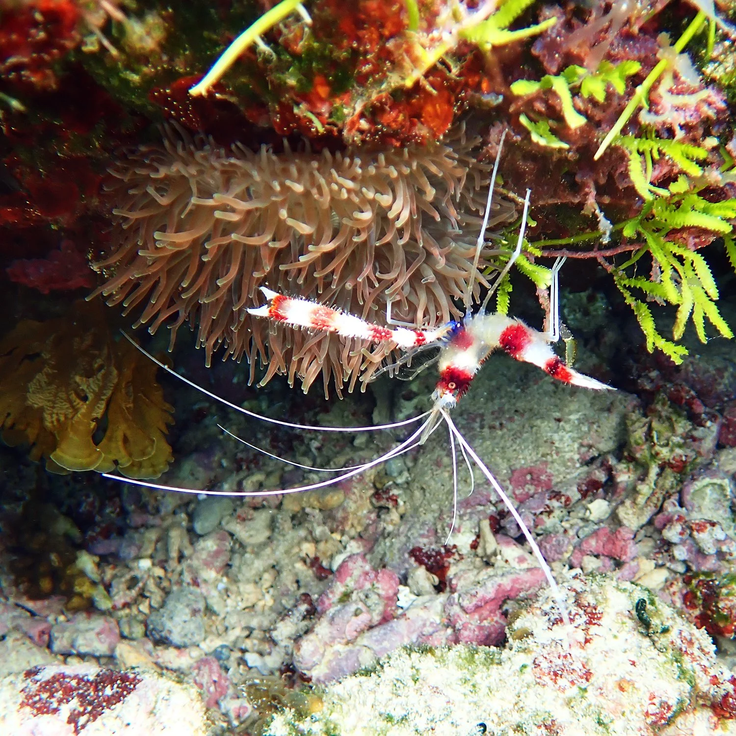 Banded coral shrimp - Stenopus hispidus