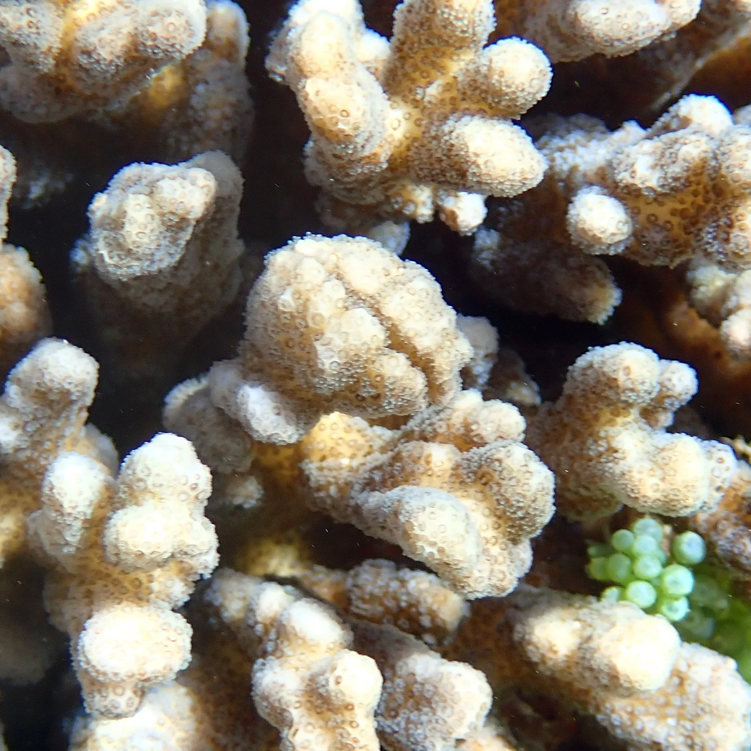 Coral gall crabs - Family Cryptochiridae
