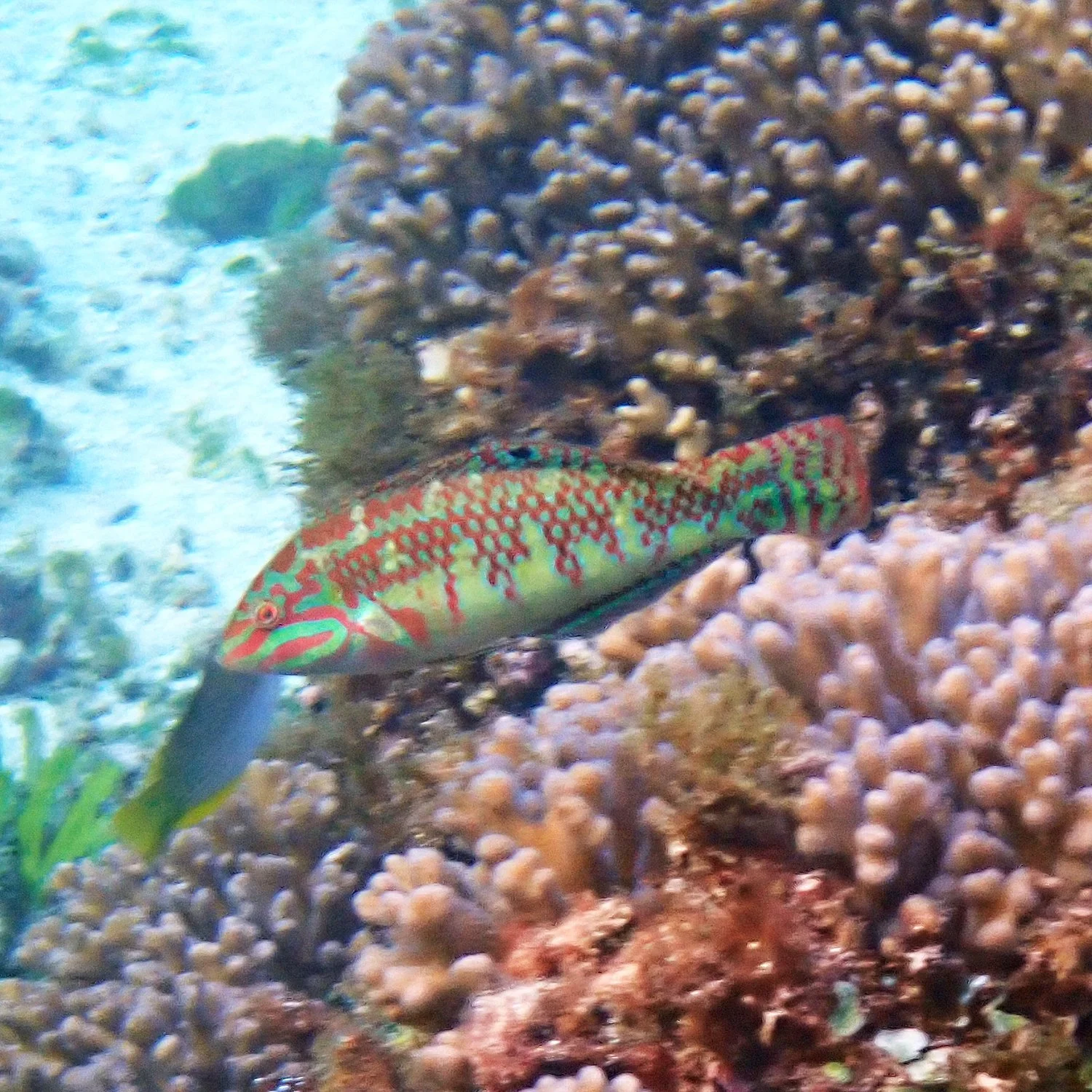 Weedy surge wrasse - Halichoeres margaritaceus