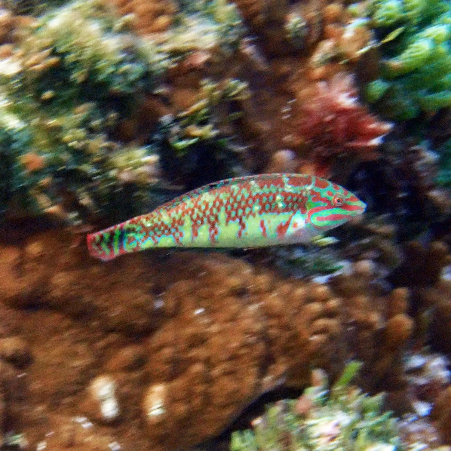 Weedy surge wrasse - Halichoeres margaritaceus