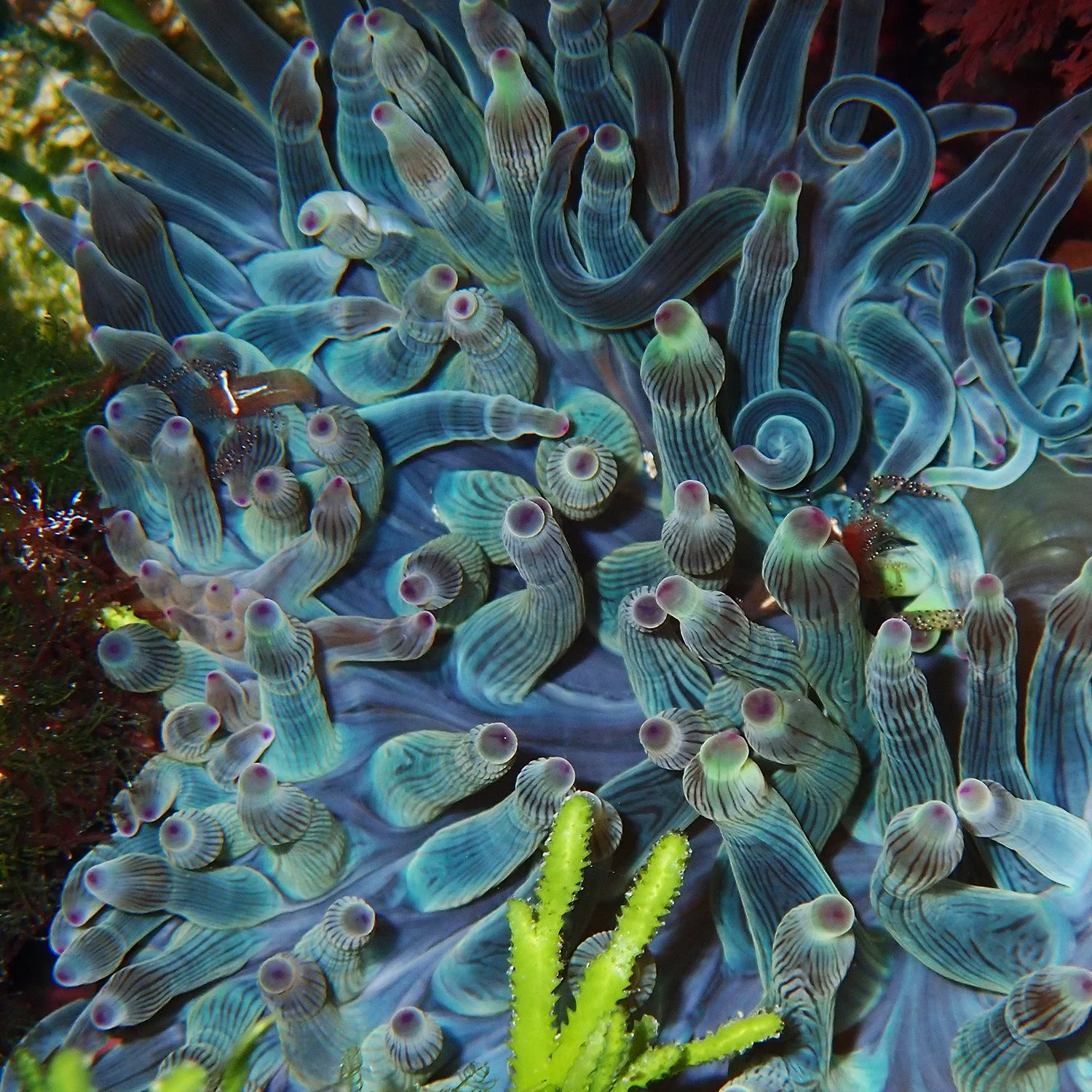 Actinimenes ornatus