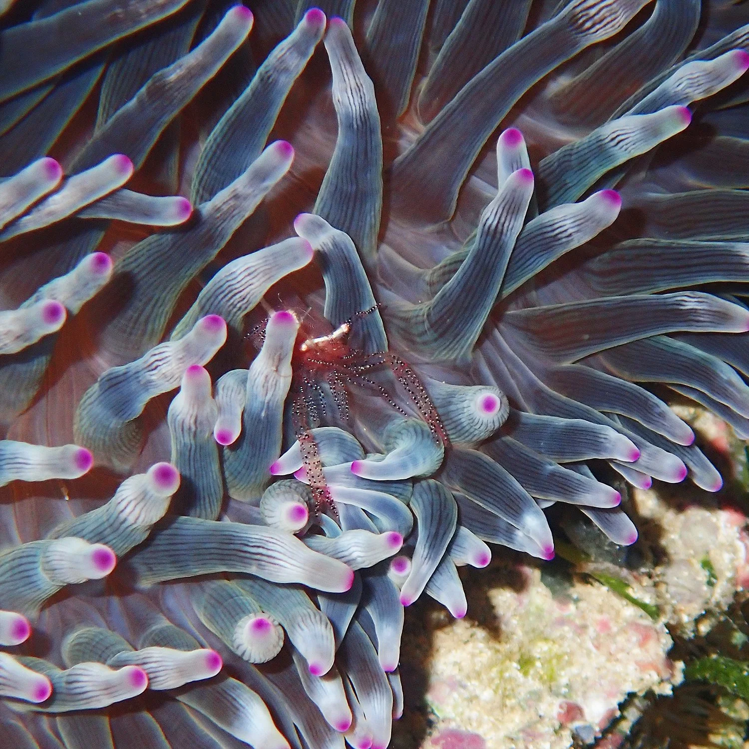 Actinimenes ornatus