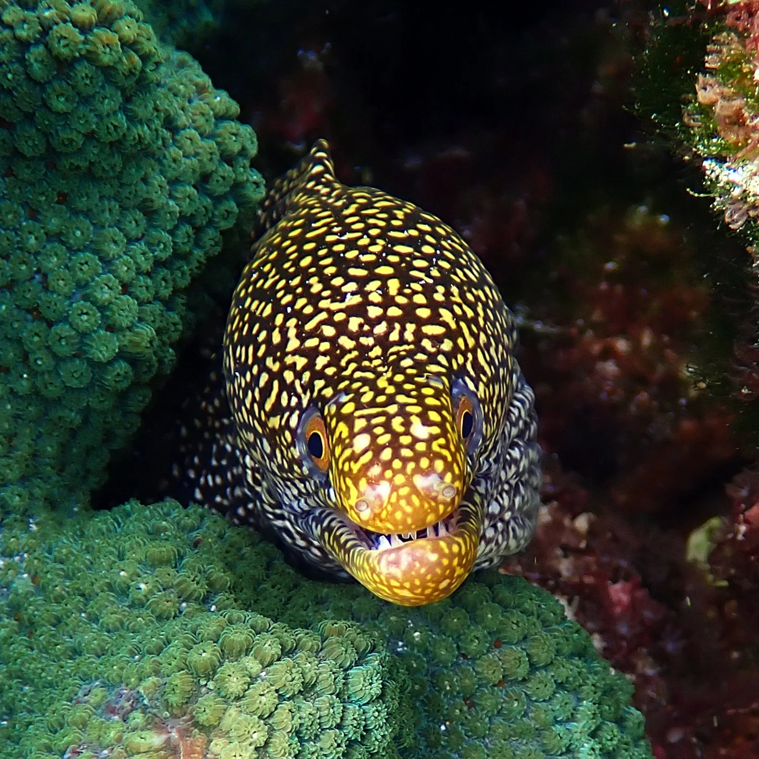 Stout moray - Gymnothorax eurostus