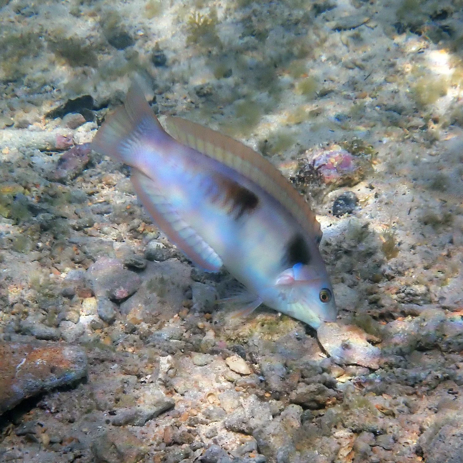 Sandager's wrasse - Coris sandeyeri