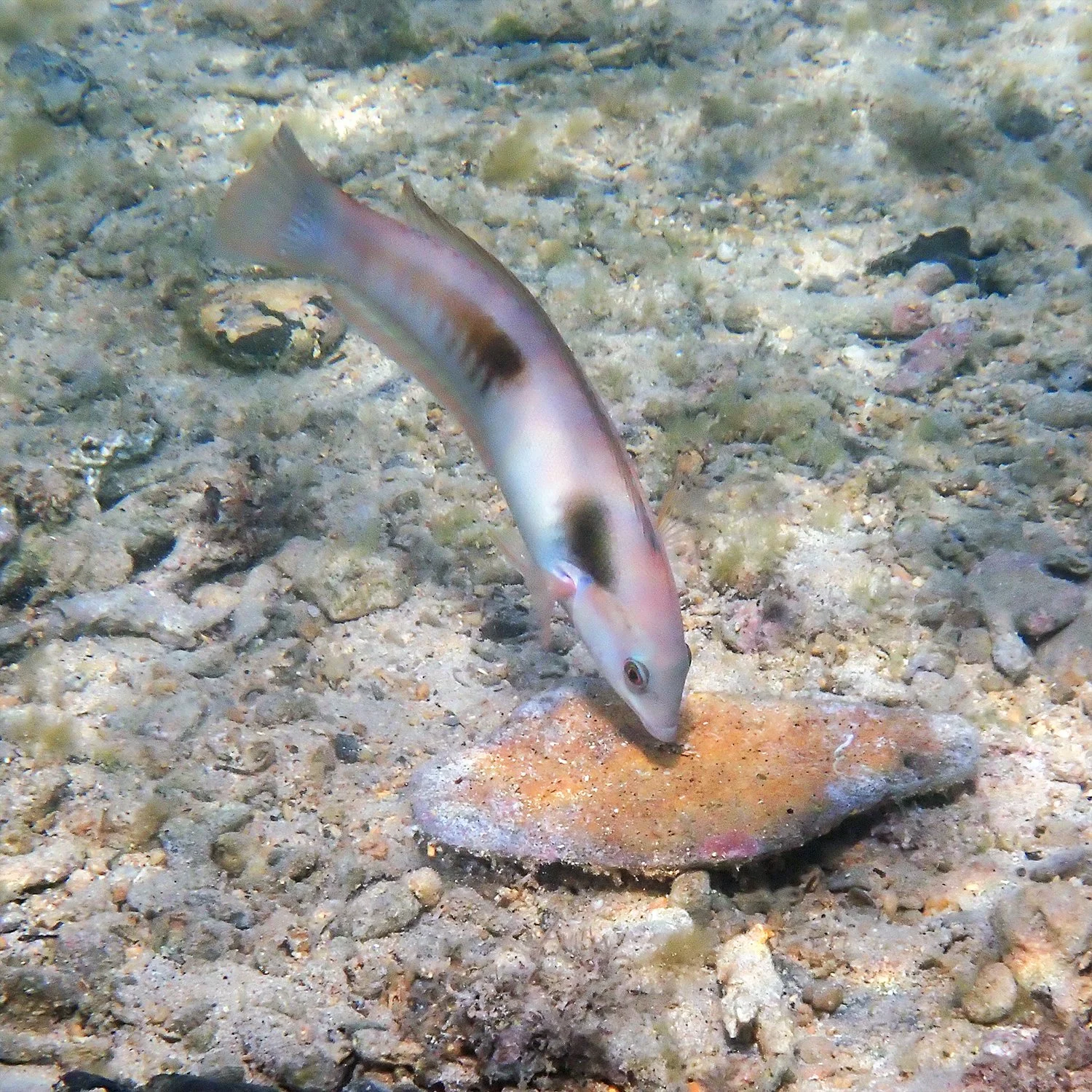 Sandager's wrasse - Coris sandeyeri